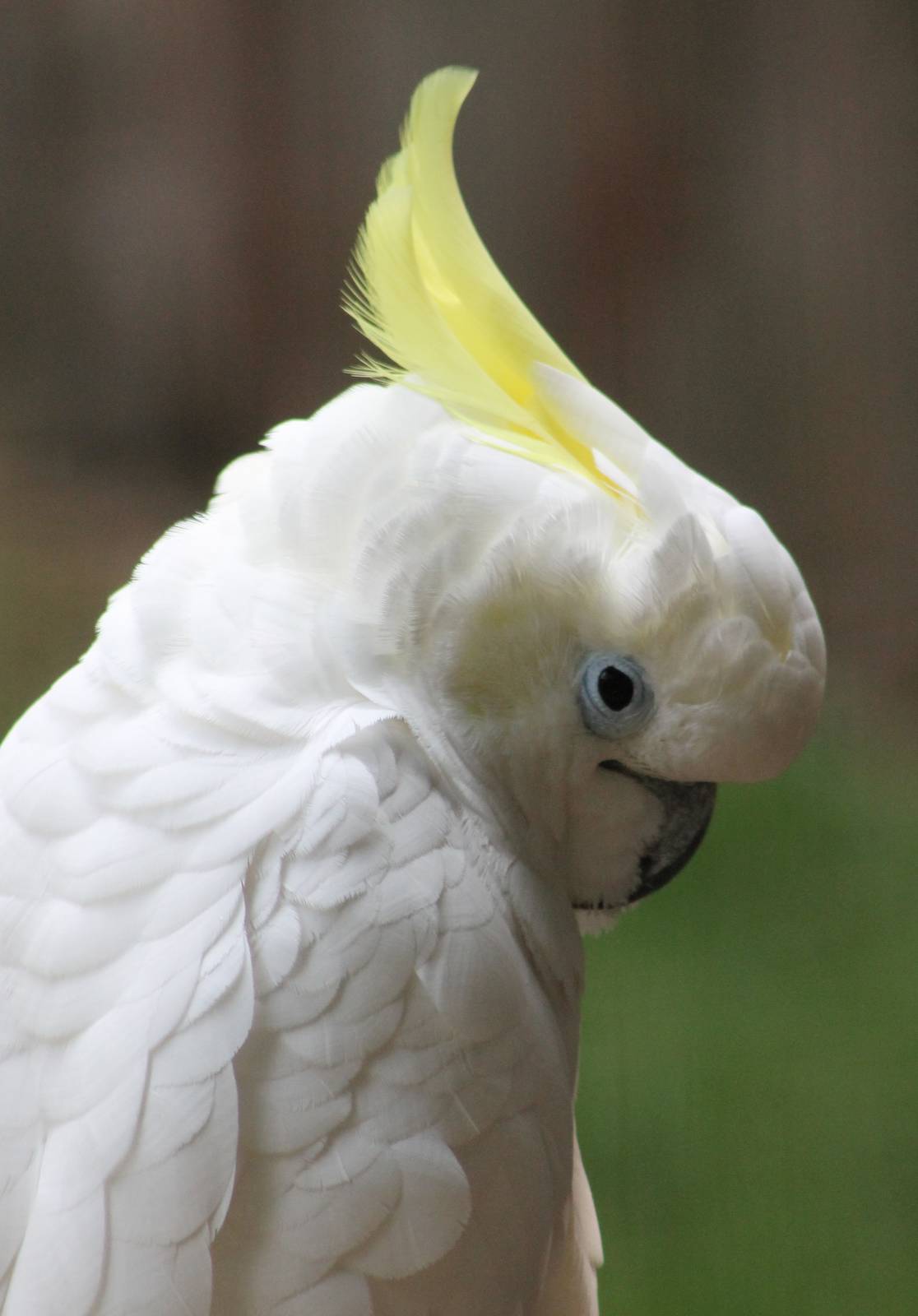 Sulphur-crested cockatoo