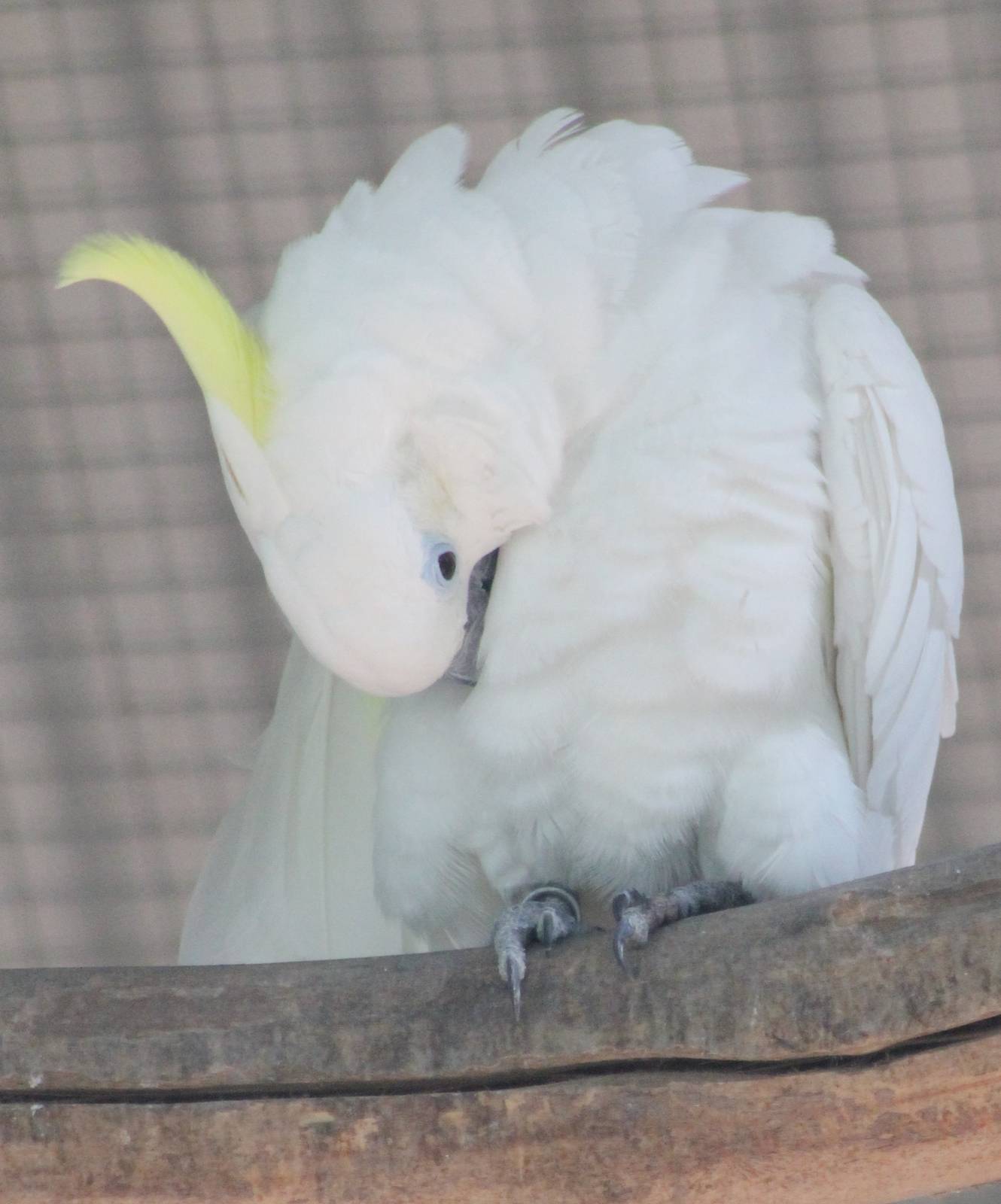 Sulphur-crested cockatoo