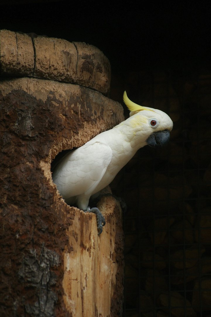 Sulphur-crested Cockatoo