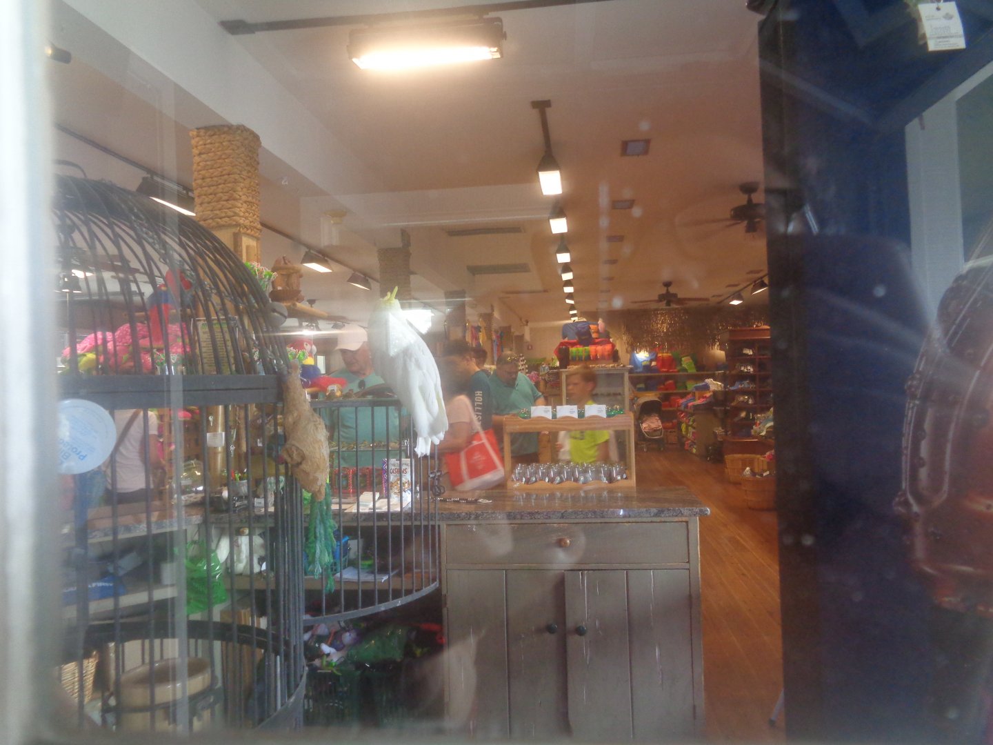 Sulphur-crested cockatoo