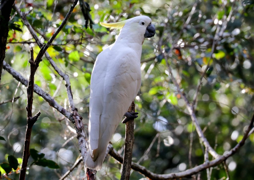 Sulphur-crested Cockatoo