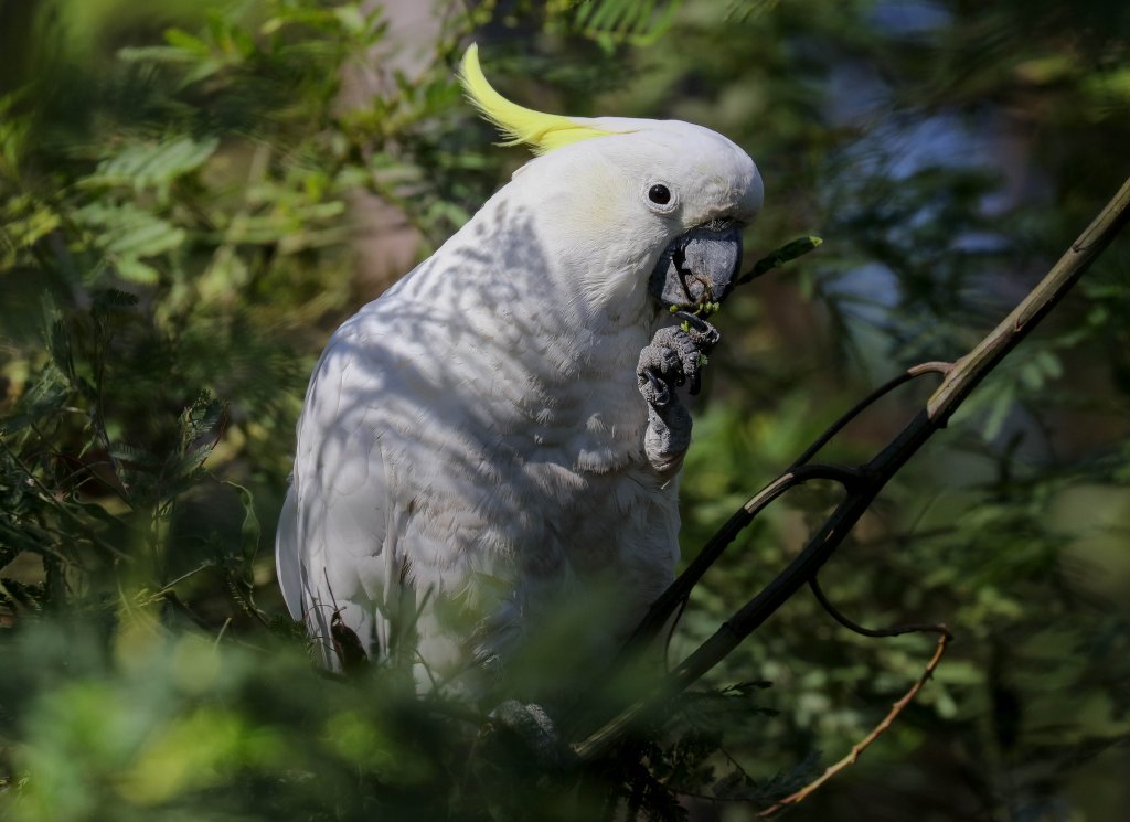 Sulphur-crested Cockatoo