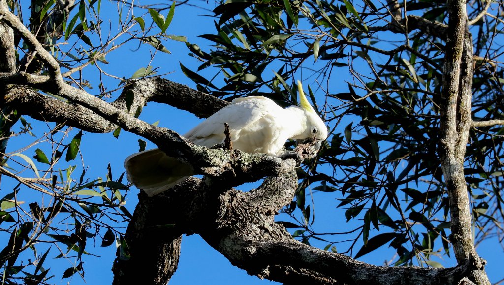 Sulphur-crested Cockatoo