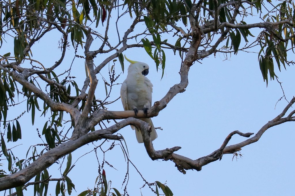 Sulphur-crested Cockatoo