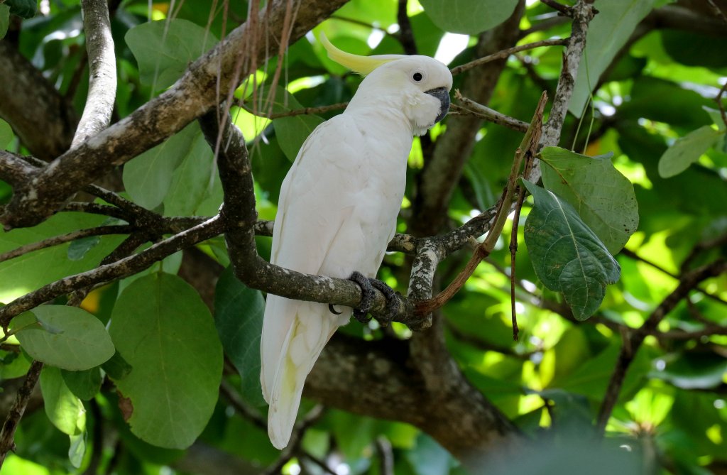 Sulphur-crested Cockatoo