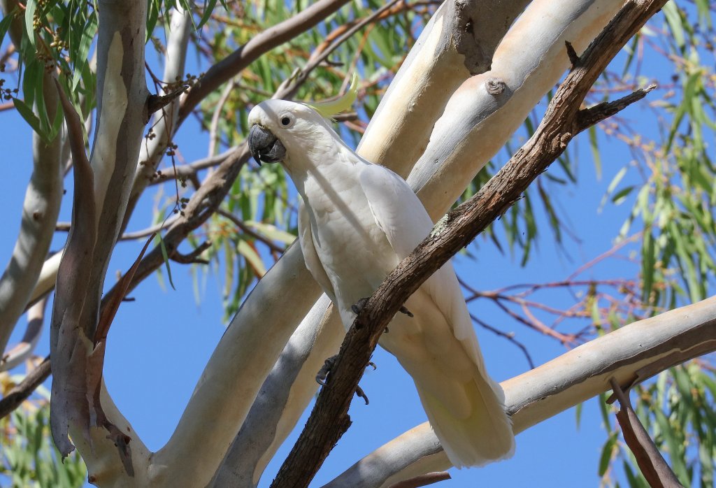 Sulphur-crested Cockatoo