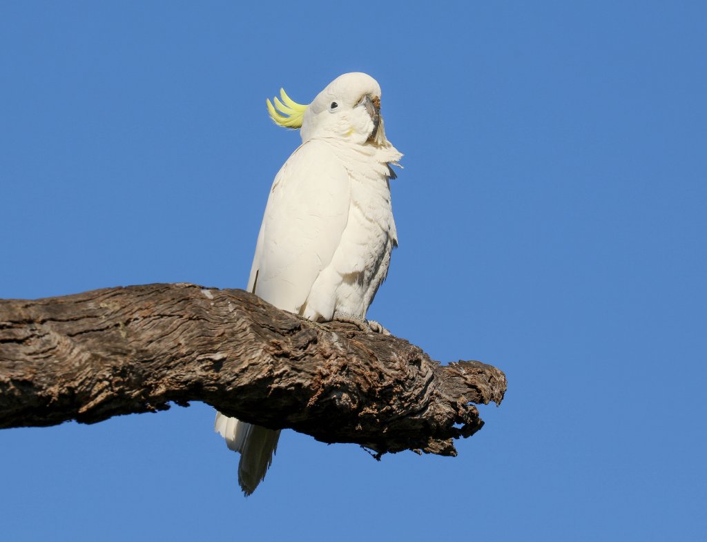 Sulphur-crested Cockatoo