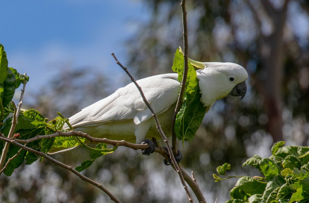 Sulphur-crested Cockatoo