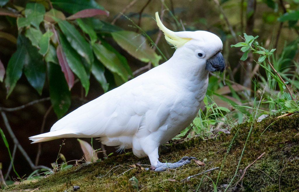 Sulphur-crested Cockatoo