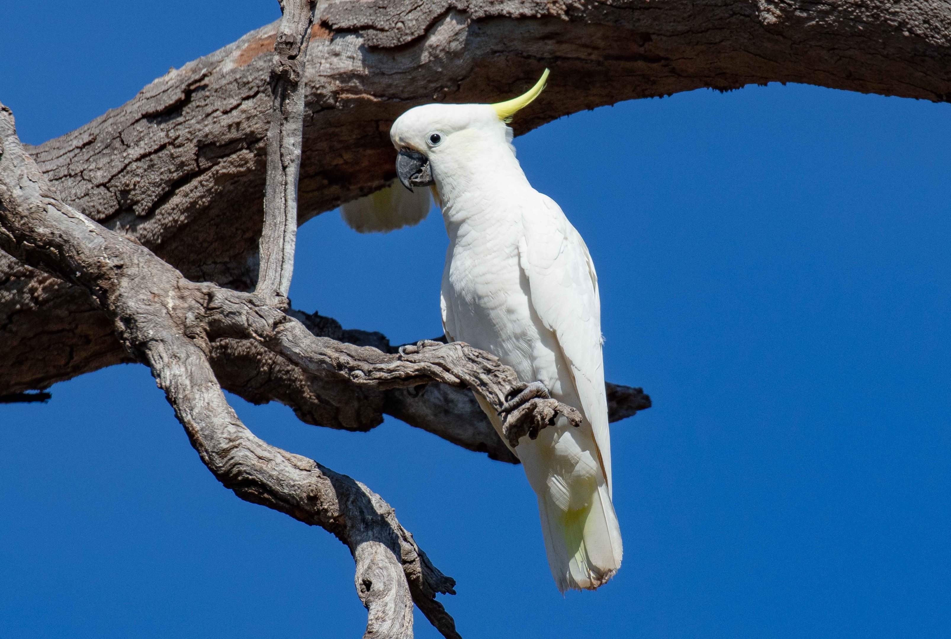 Sulphur-crested Cockatoo