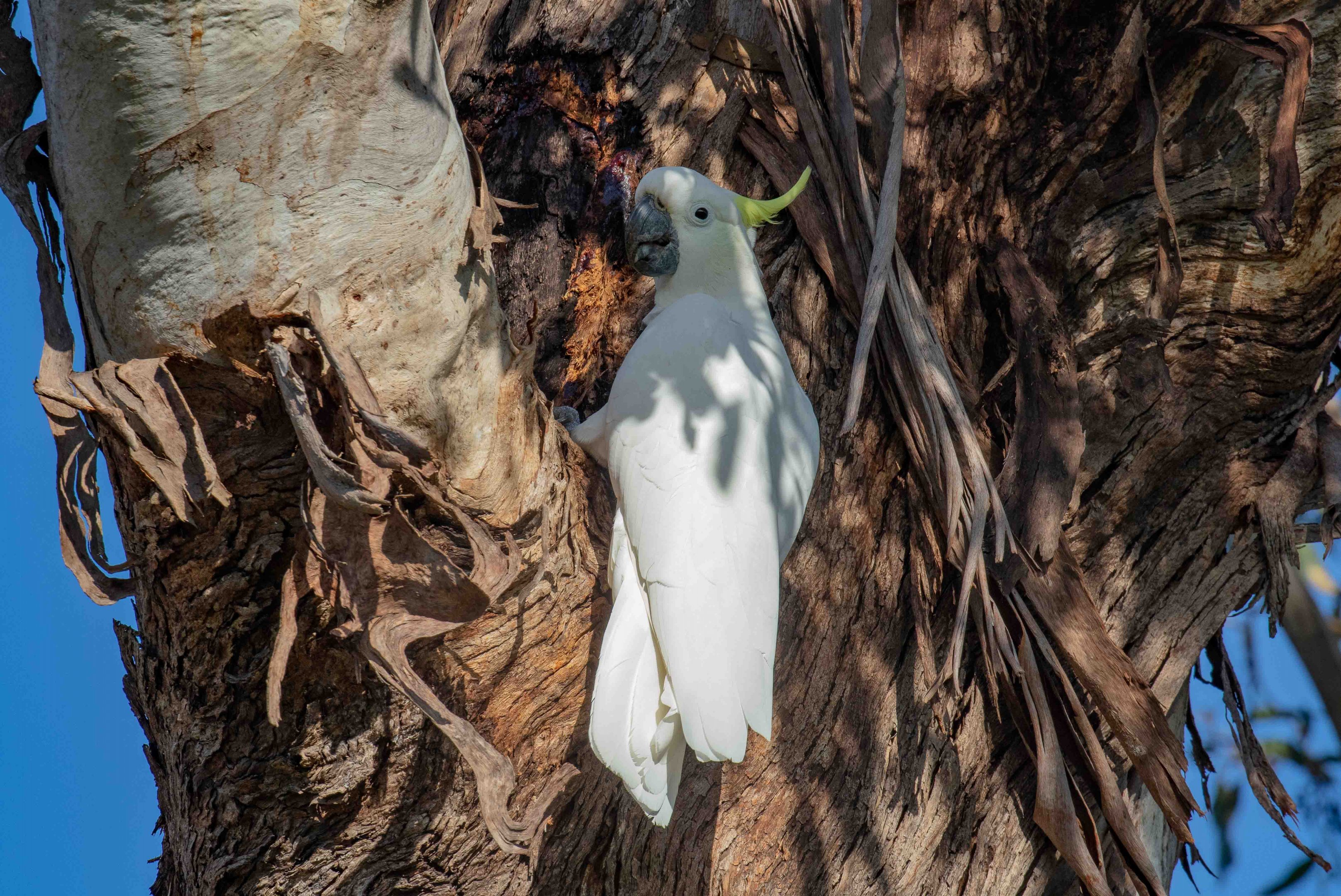 Sulphur-crested Cockatoo