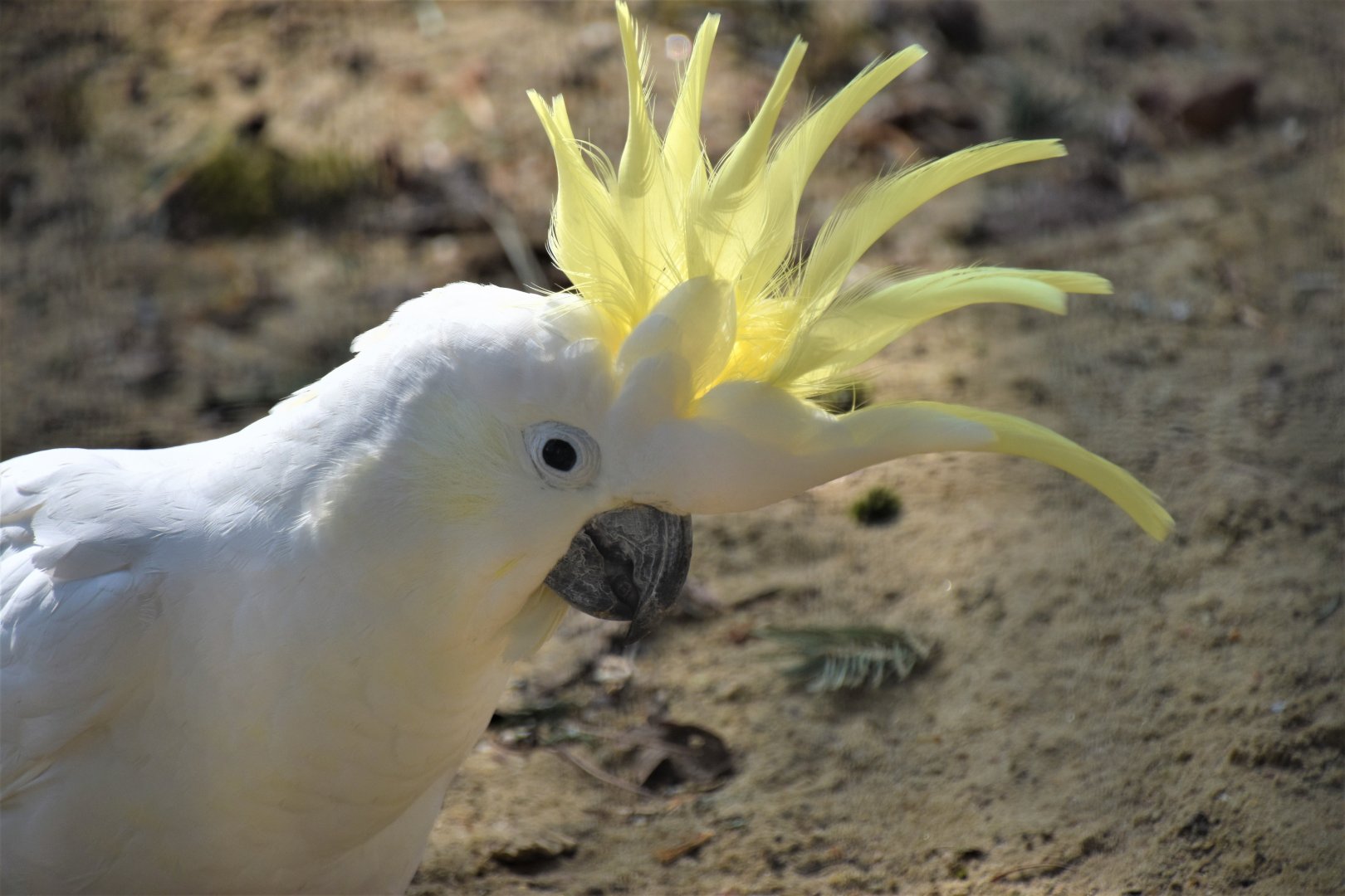 Sulphur crested cockatoo