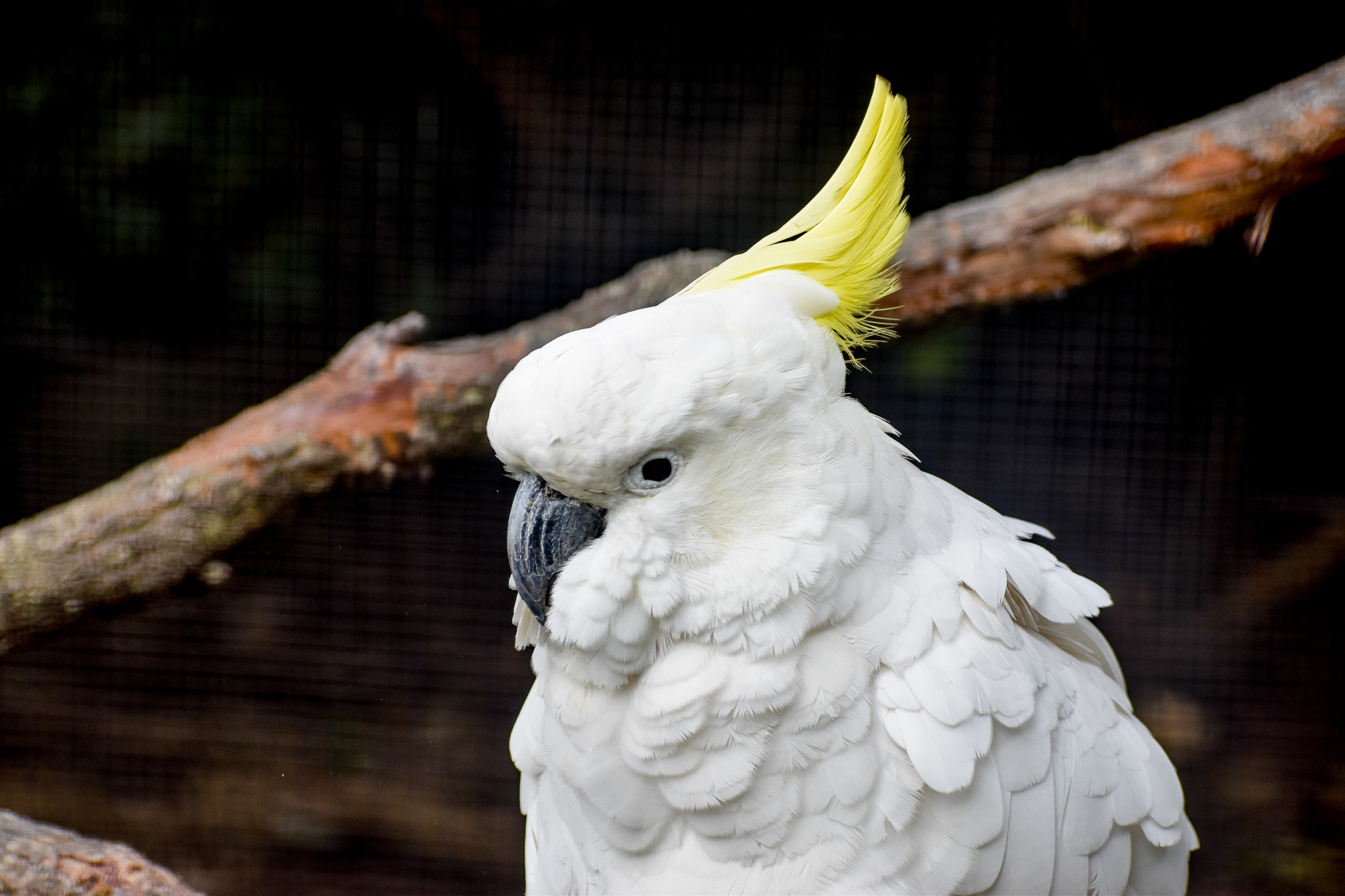 Sulphur-crested Cockatoo
