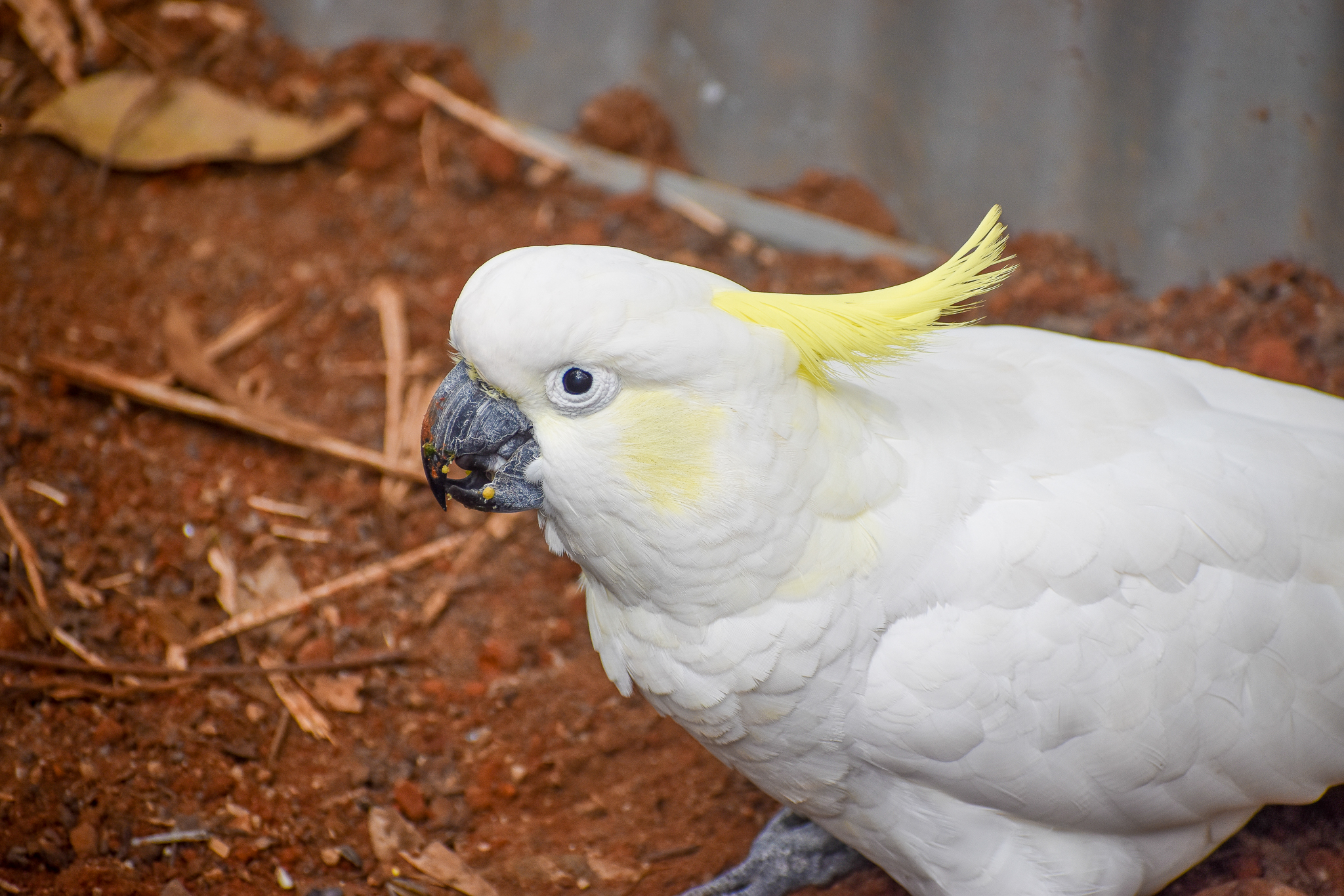 Sulphur-crested Cockatoo