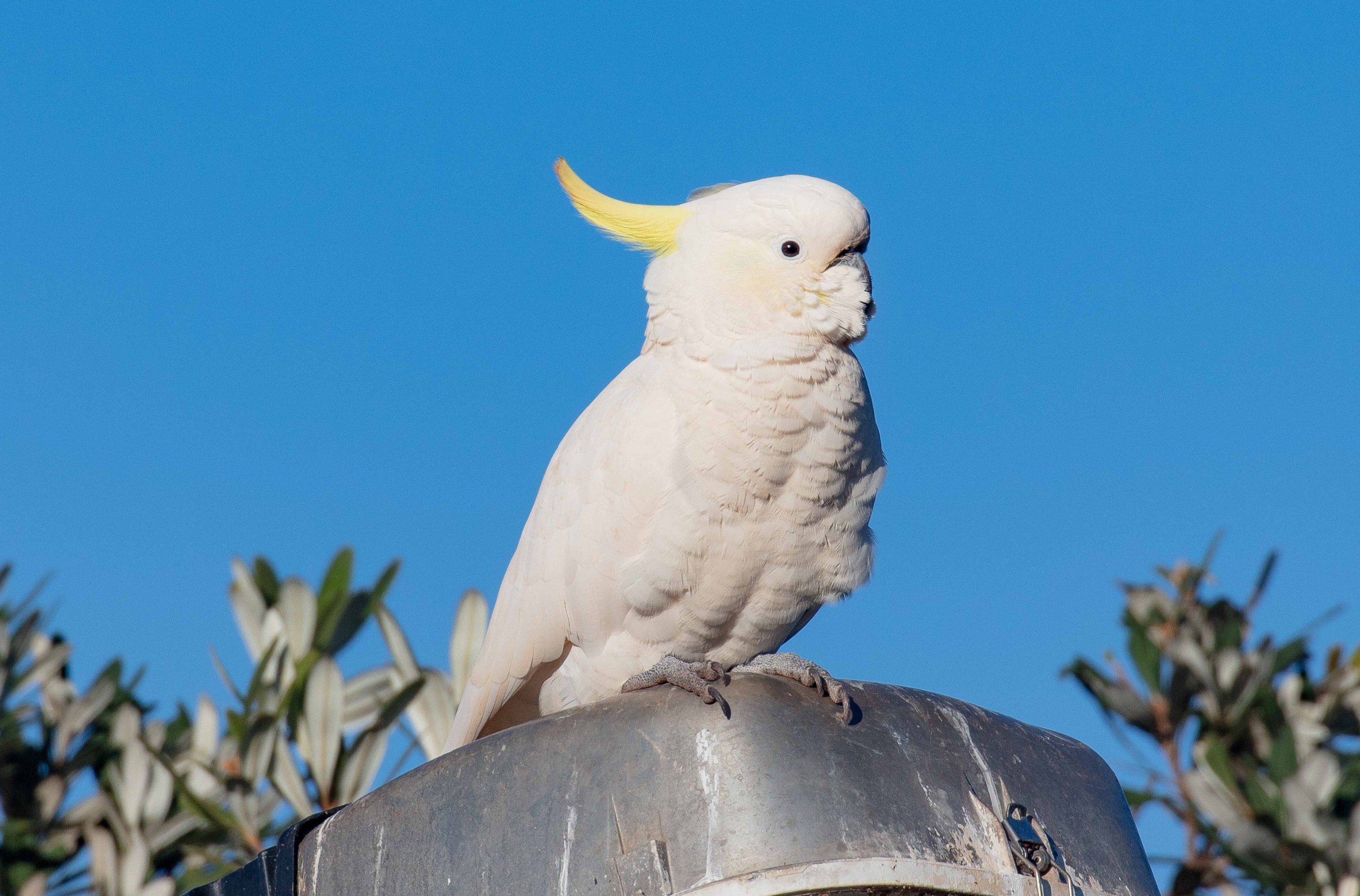 Sulphur-crested Cockatoo