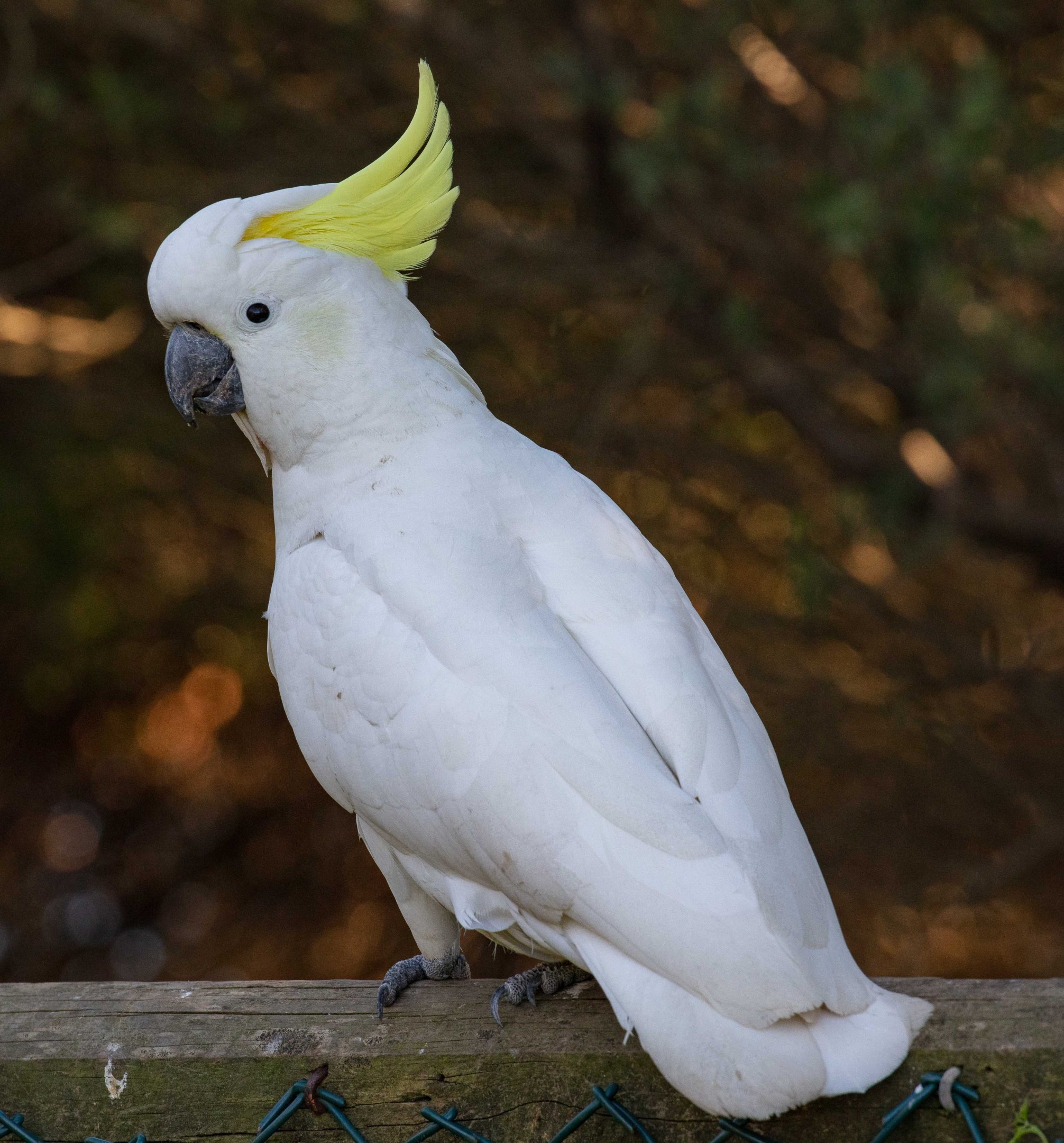 Sulphur-crested Cockatoo