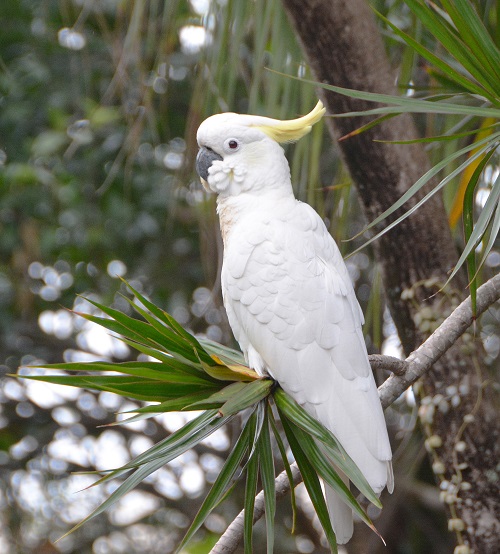 Sulphur-crested cockatoo