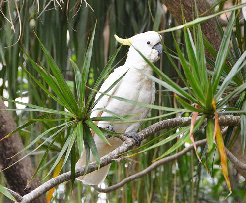 Sulphur-crested cockatoo