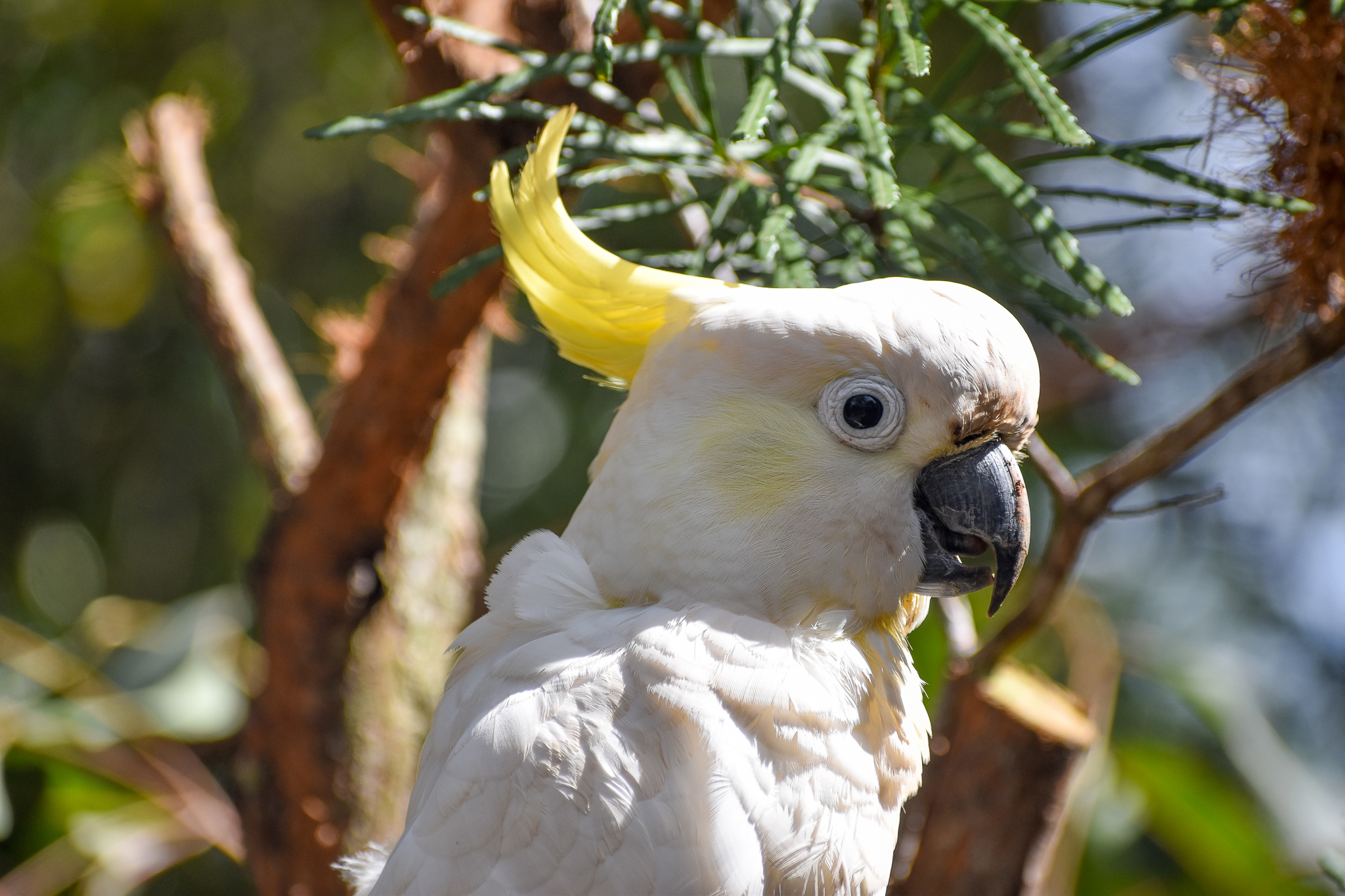 Sulphur-crested Cockatoo