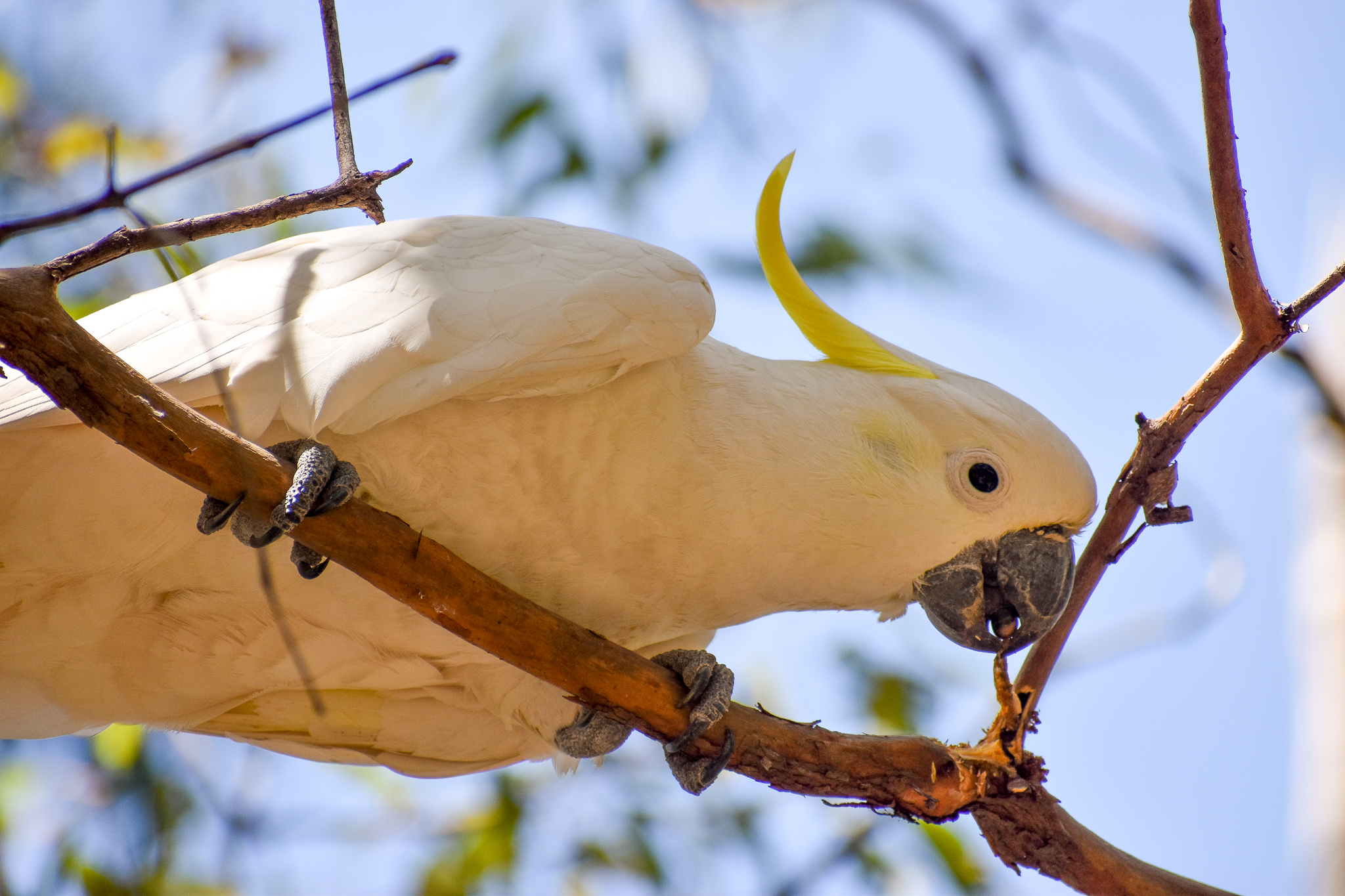 Sulphur-crested Cockatoo
