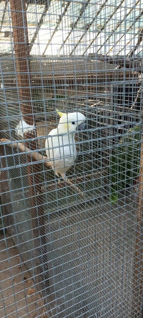 Sulphur crested Cockatoo