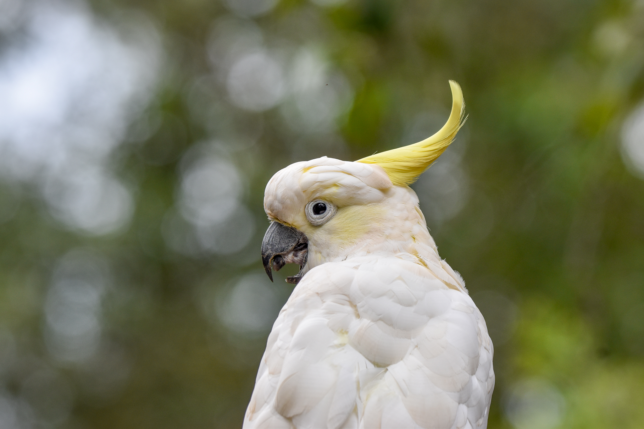 Sulphur-crested Cockatoo