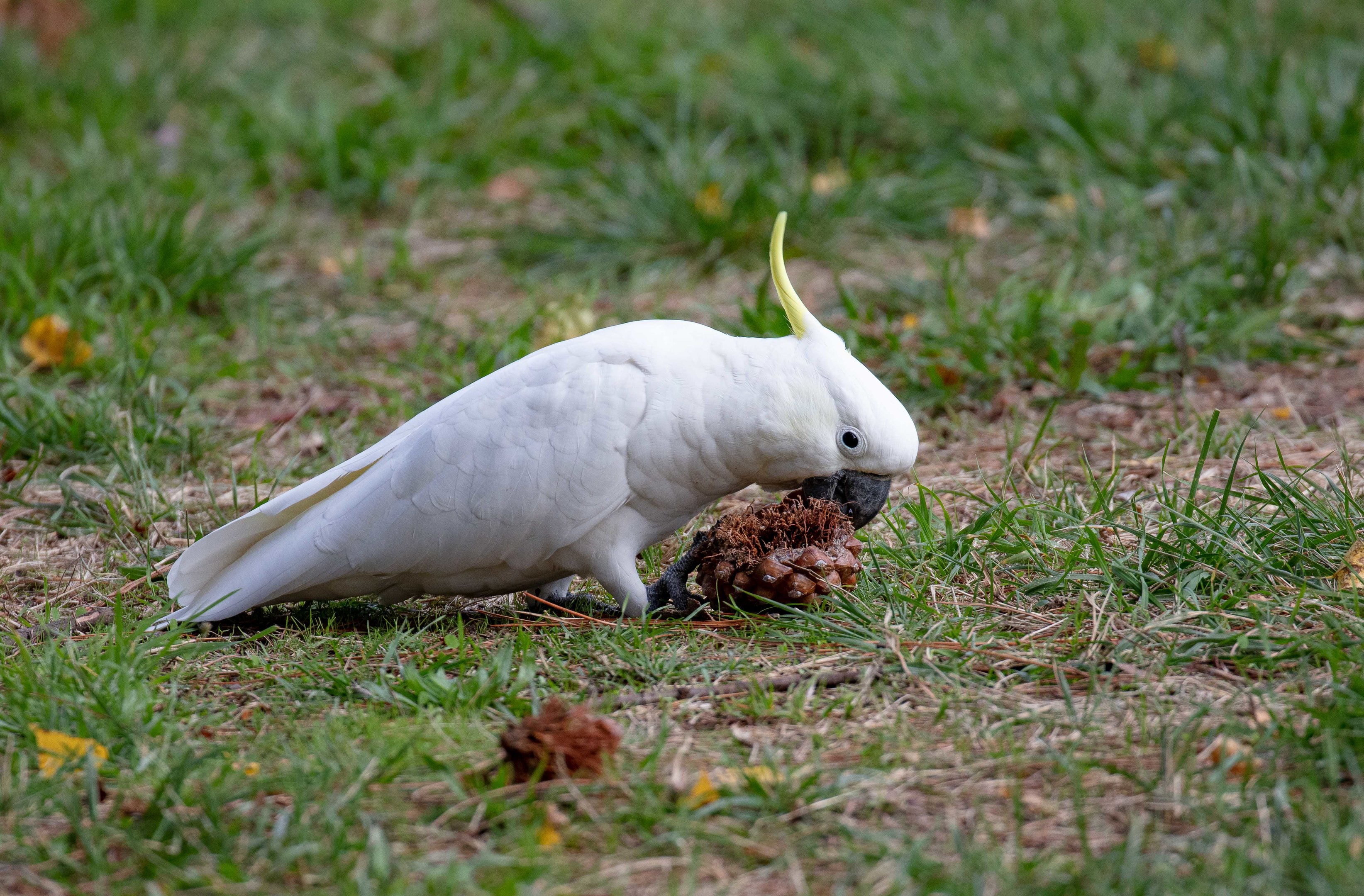 Sulphur-crested Cockatoo