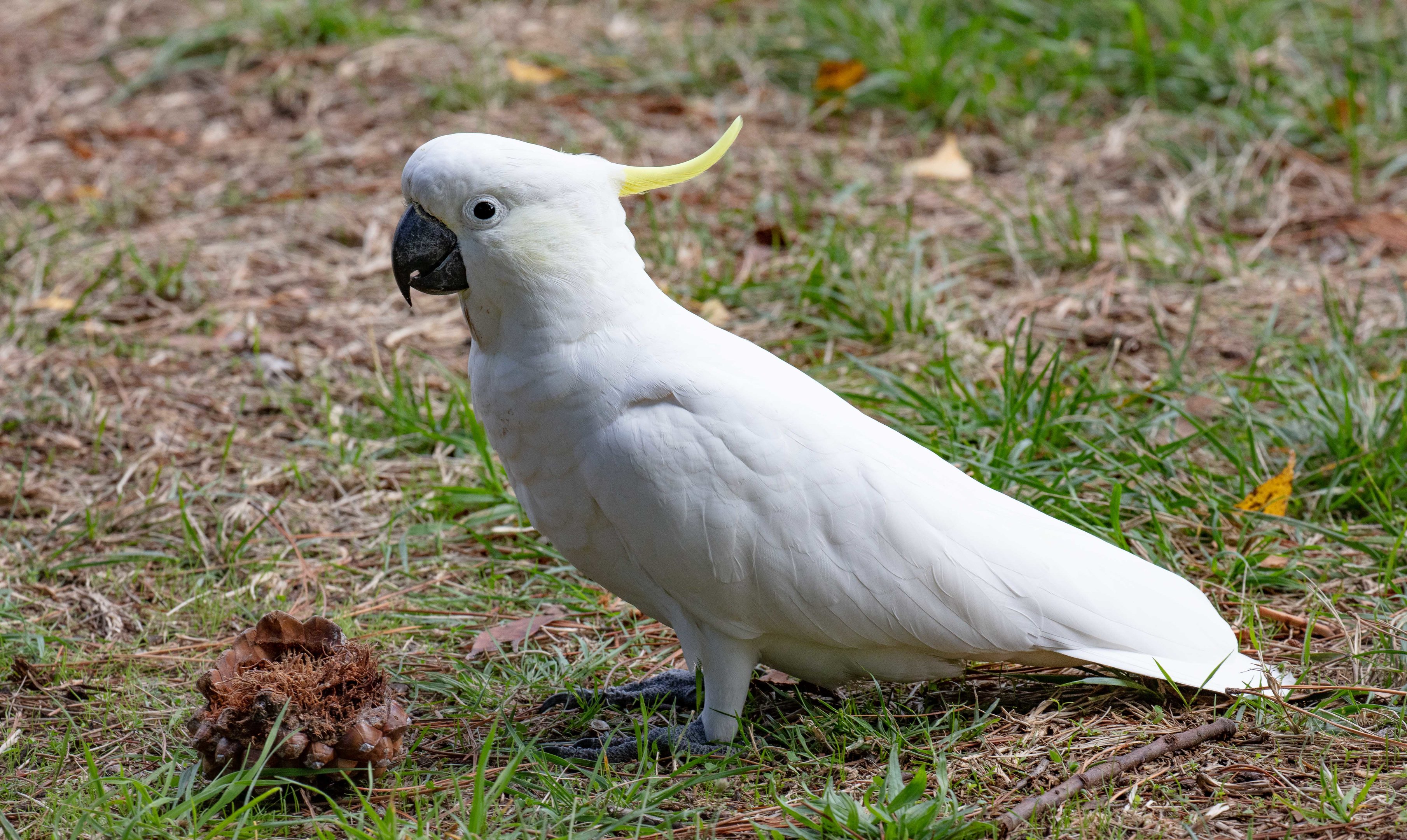 Sulphur-crested Cockatoo