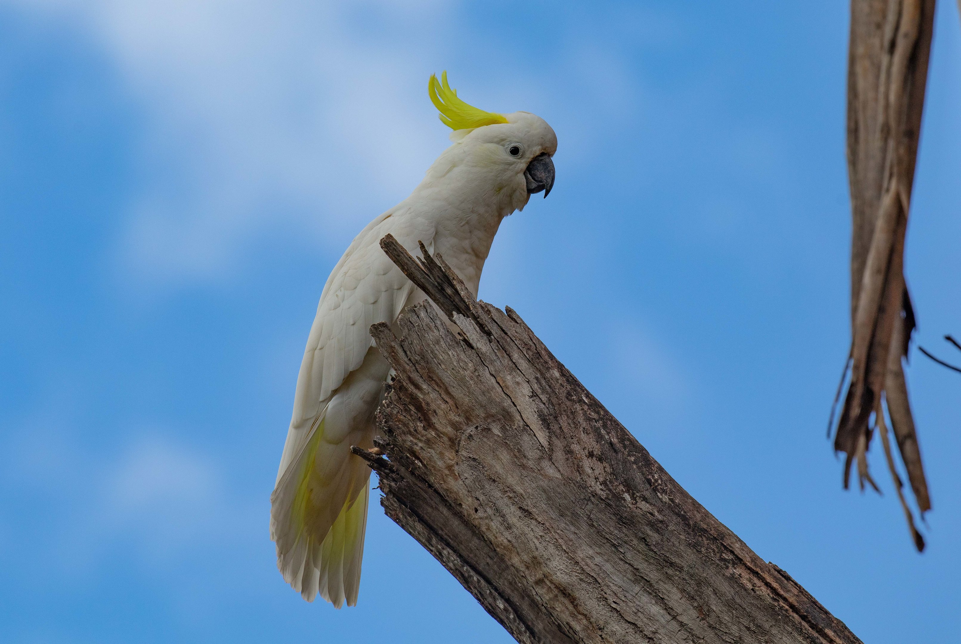 Sulphur-crested Cockatoo