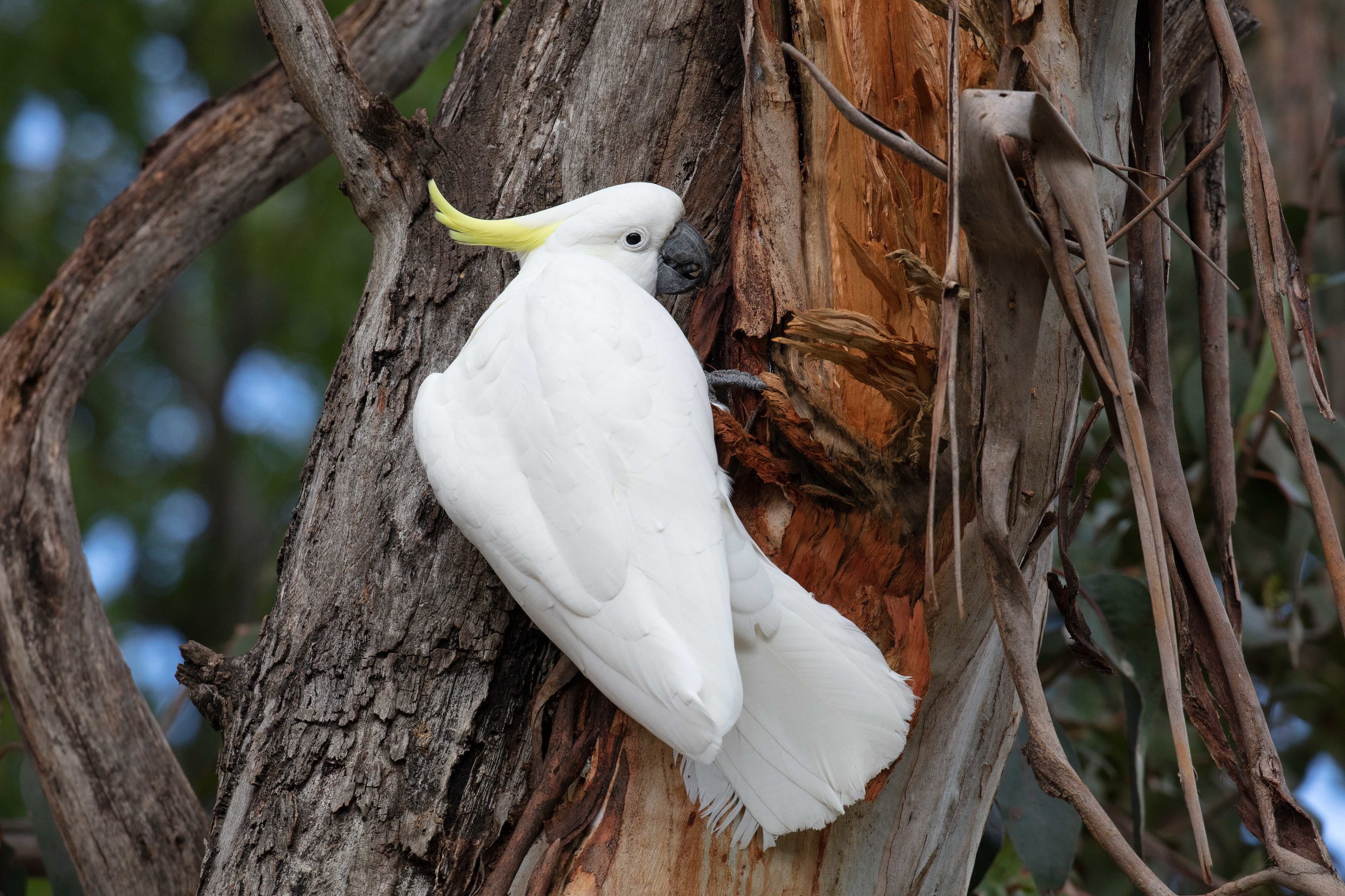 Sulphur-crested Cockatoo