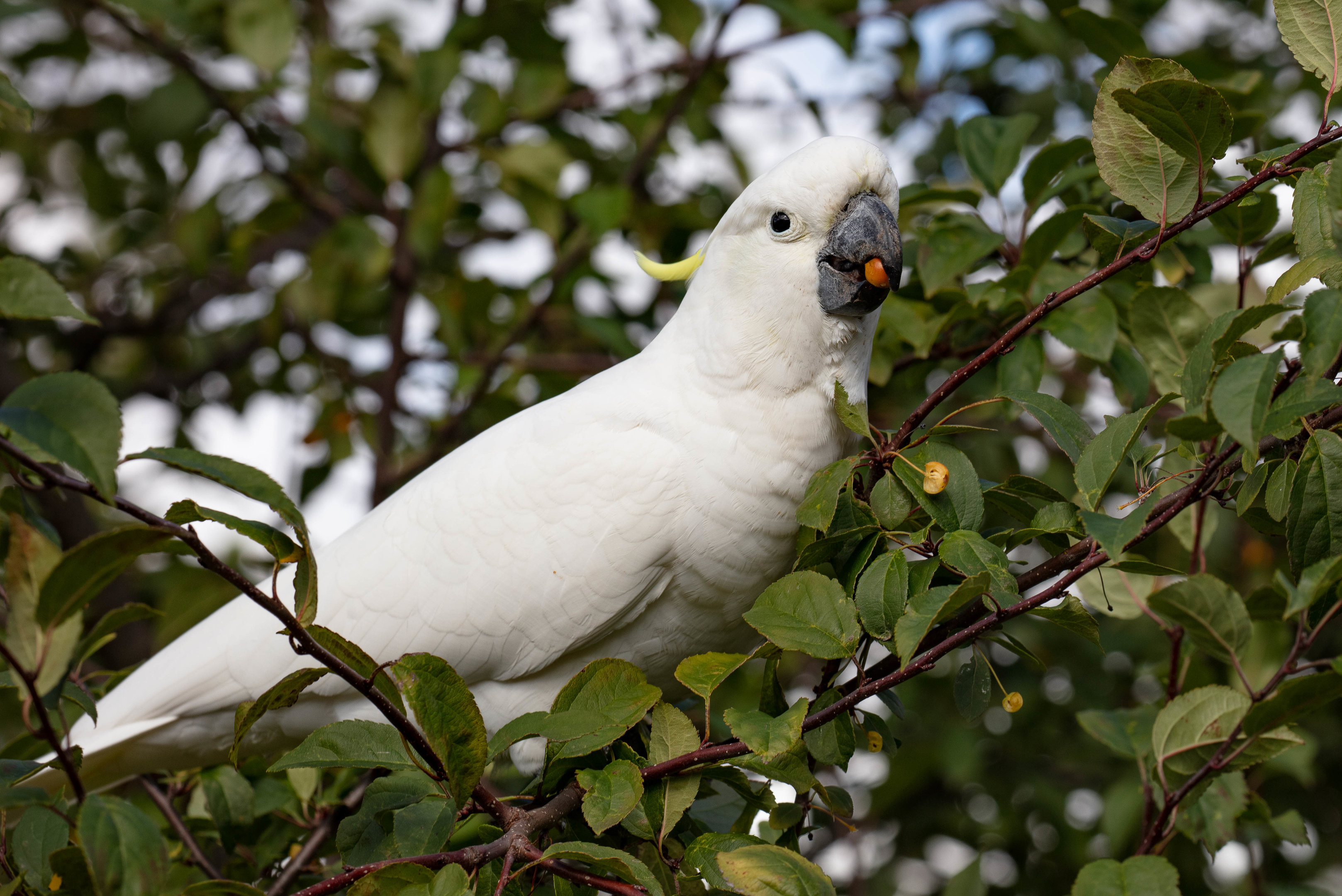 Sulphur-crested Cockatoo