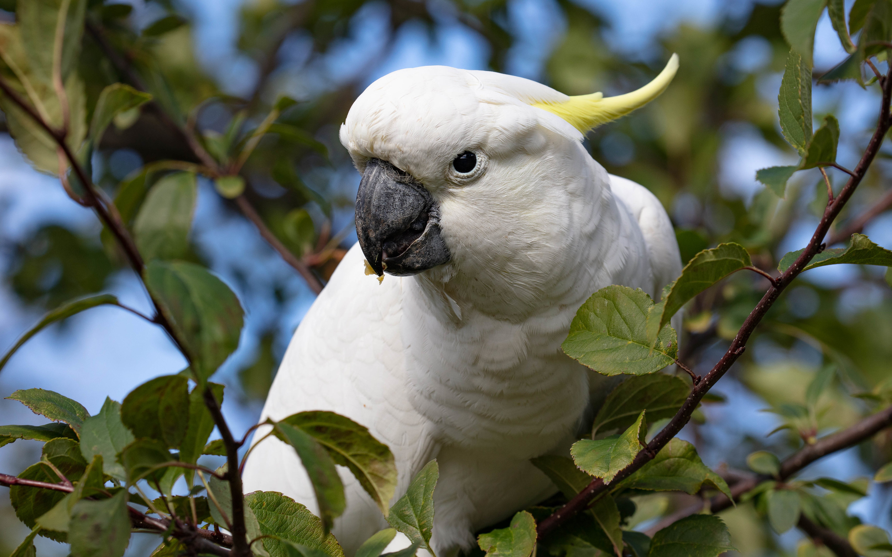 Sulphur-crested Cockatoo