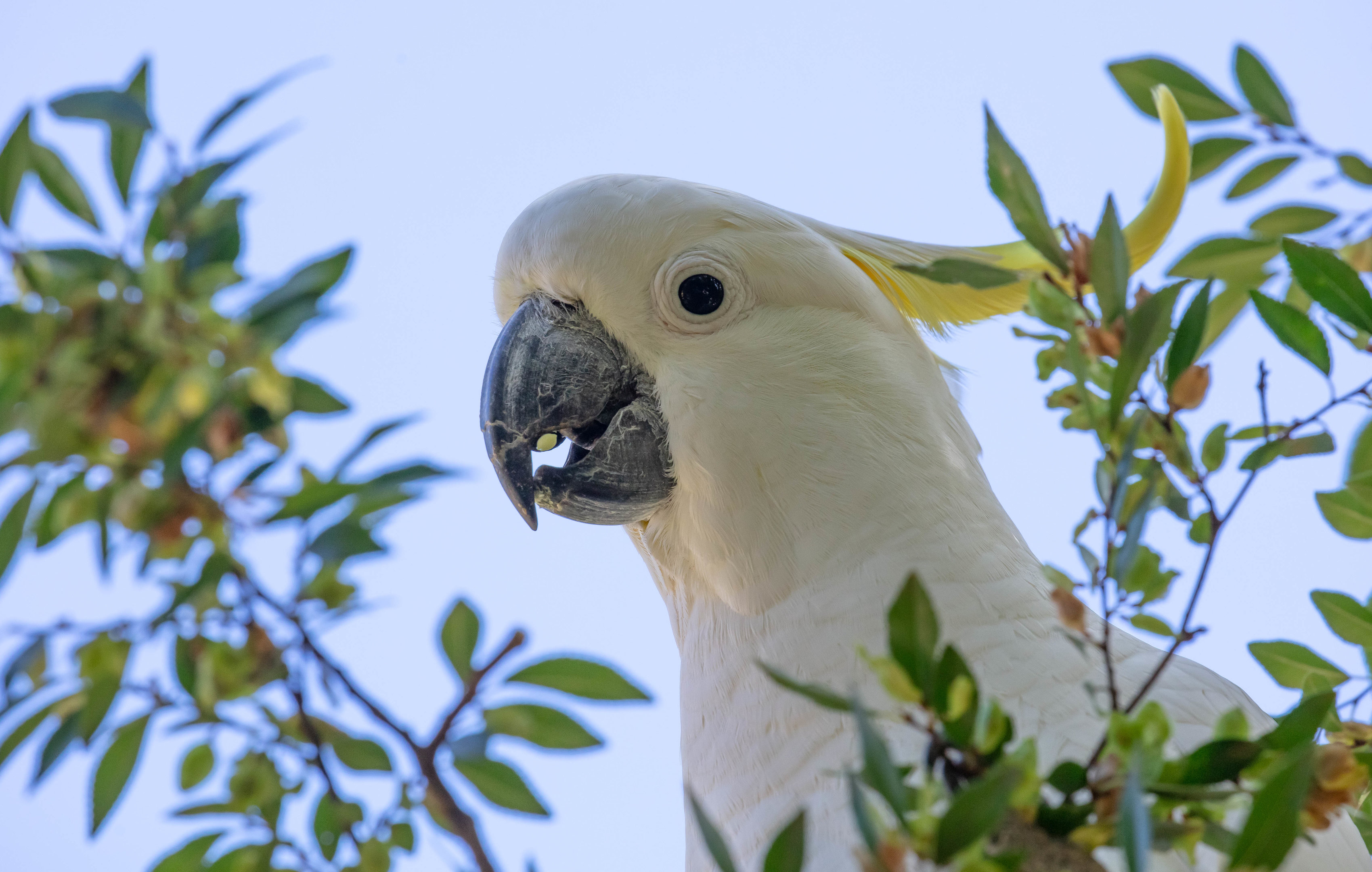 Sulphur-crested Cockatoo
