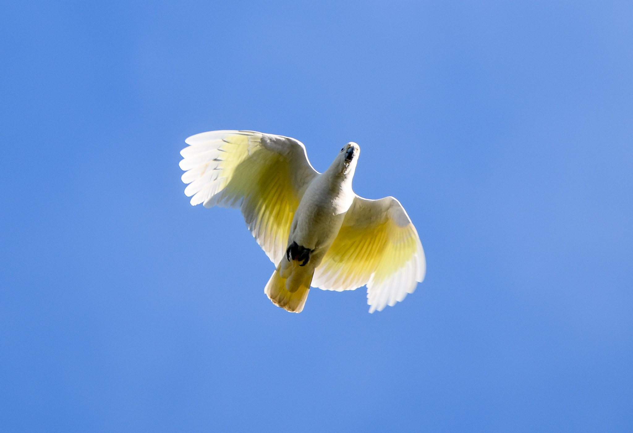 Sulphur-crested Cockatoo