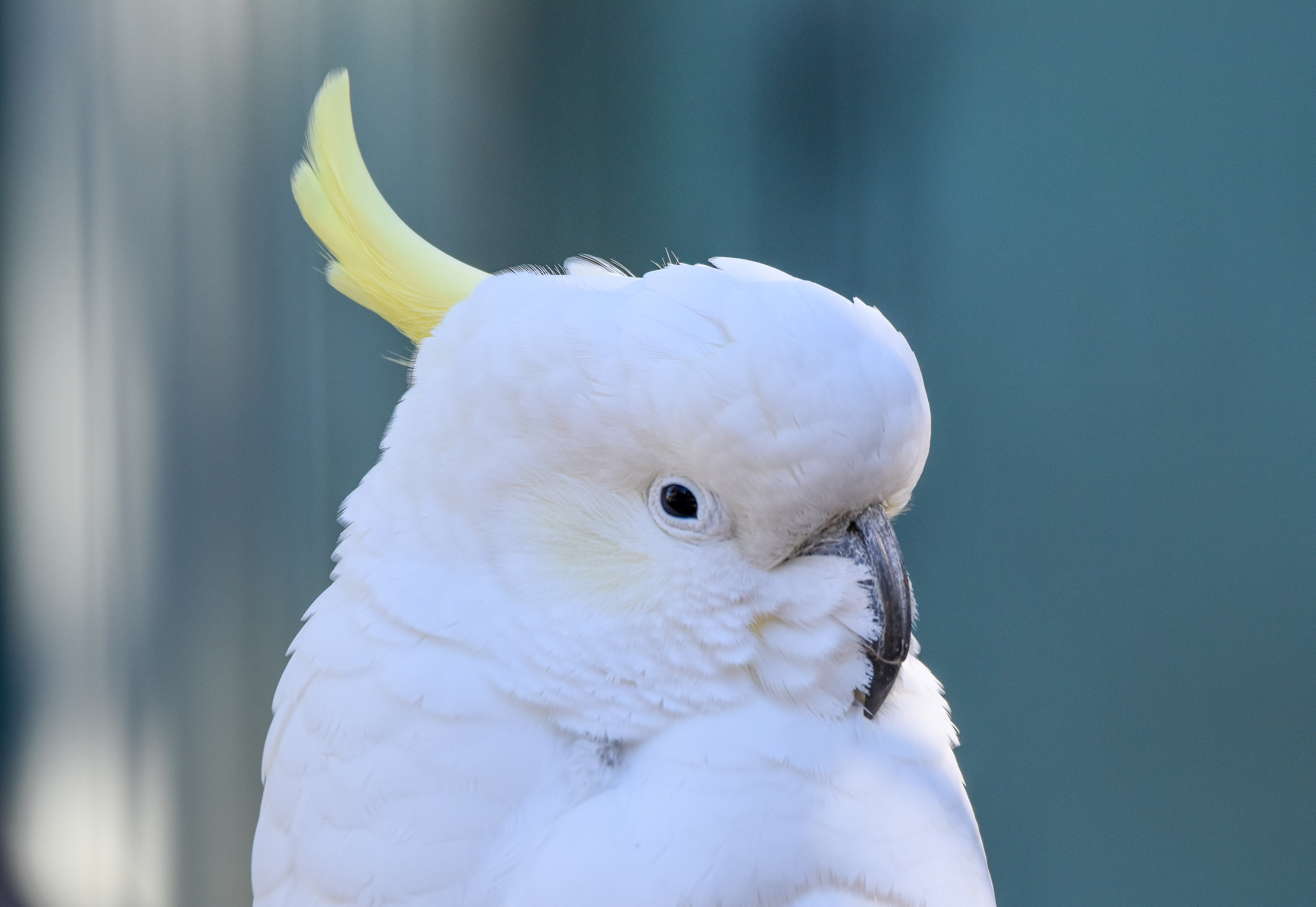 Sulphur-crested Cockatoo