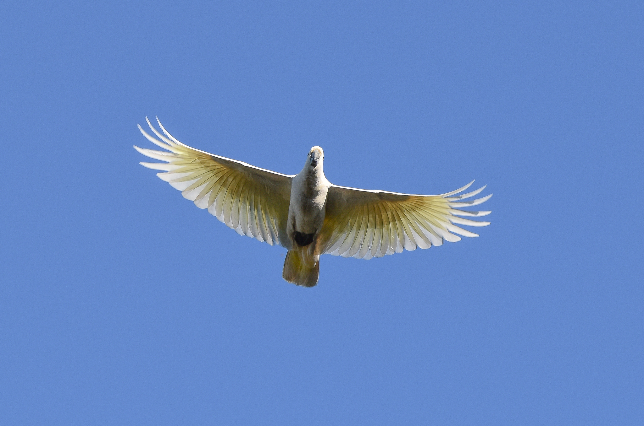 Sulphur-crested Cockatoo
