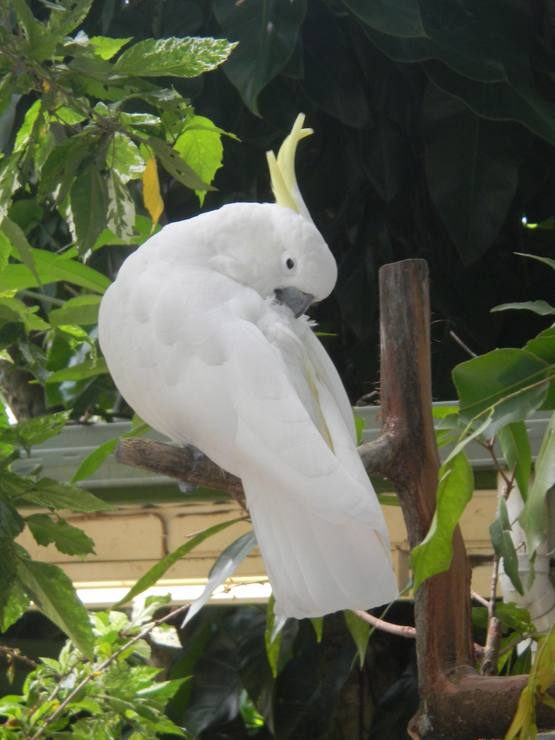 Sulphur-crested Cockatoo