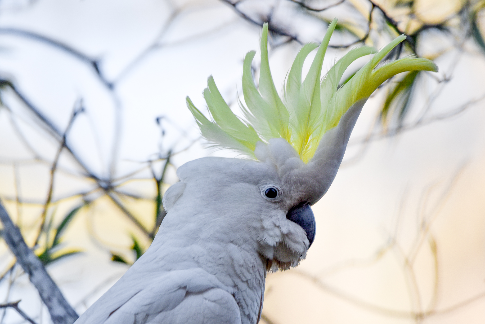 Sulphur-crested Cockatoo