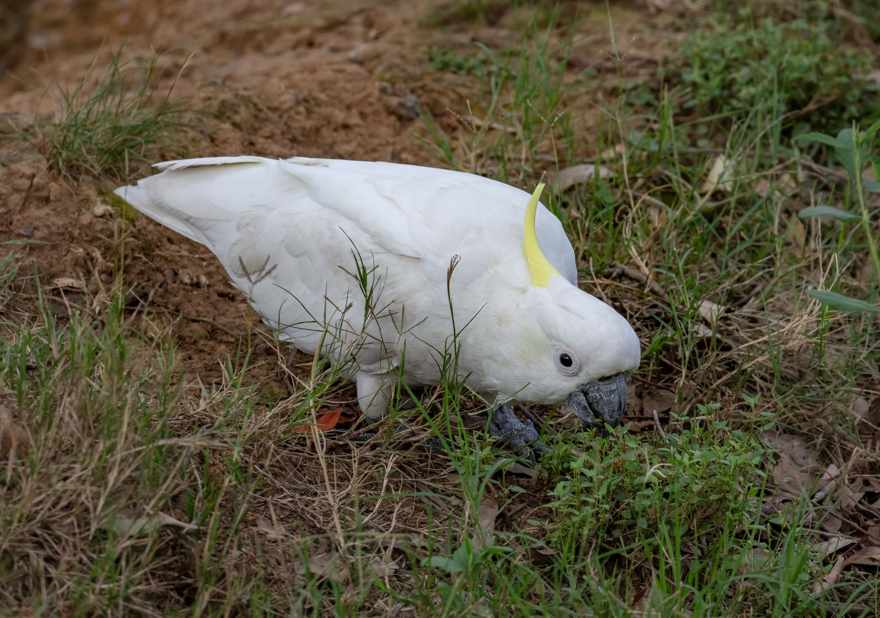 Sulphur-crested Cockatoo