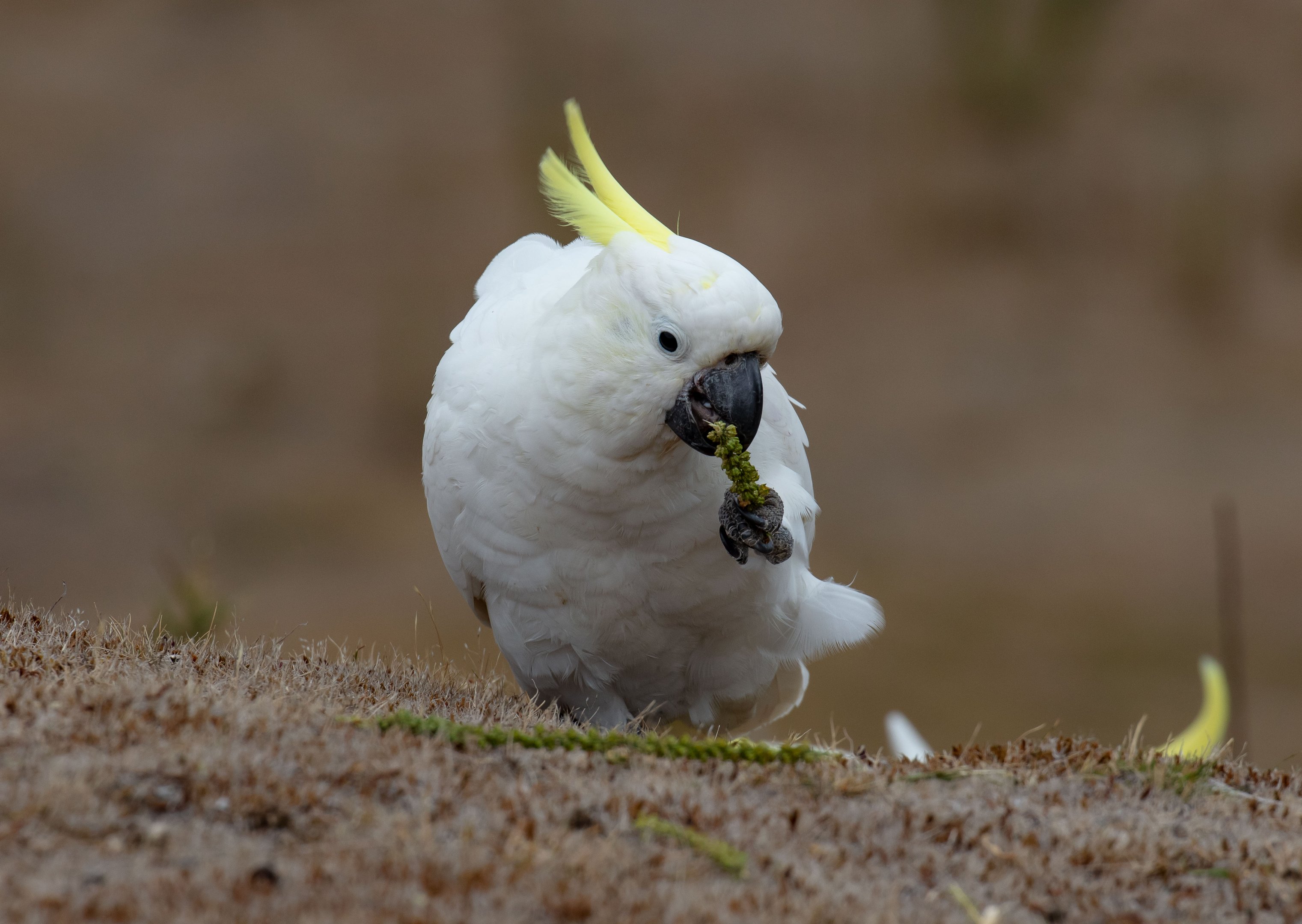 Sulphur-crested Cockatoo