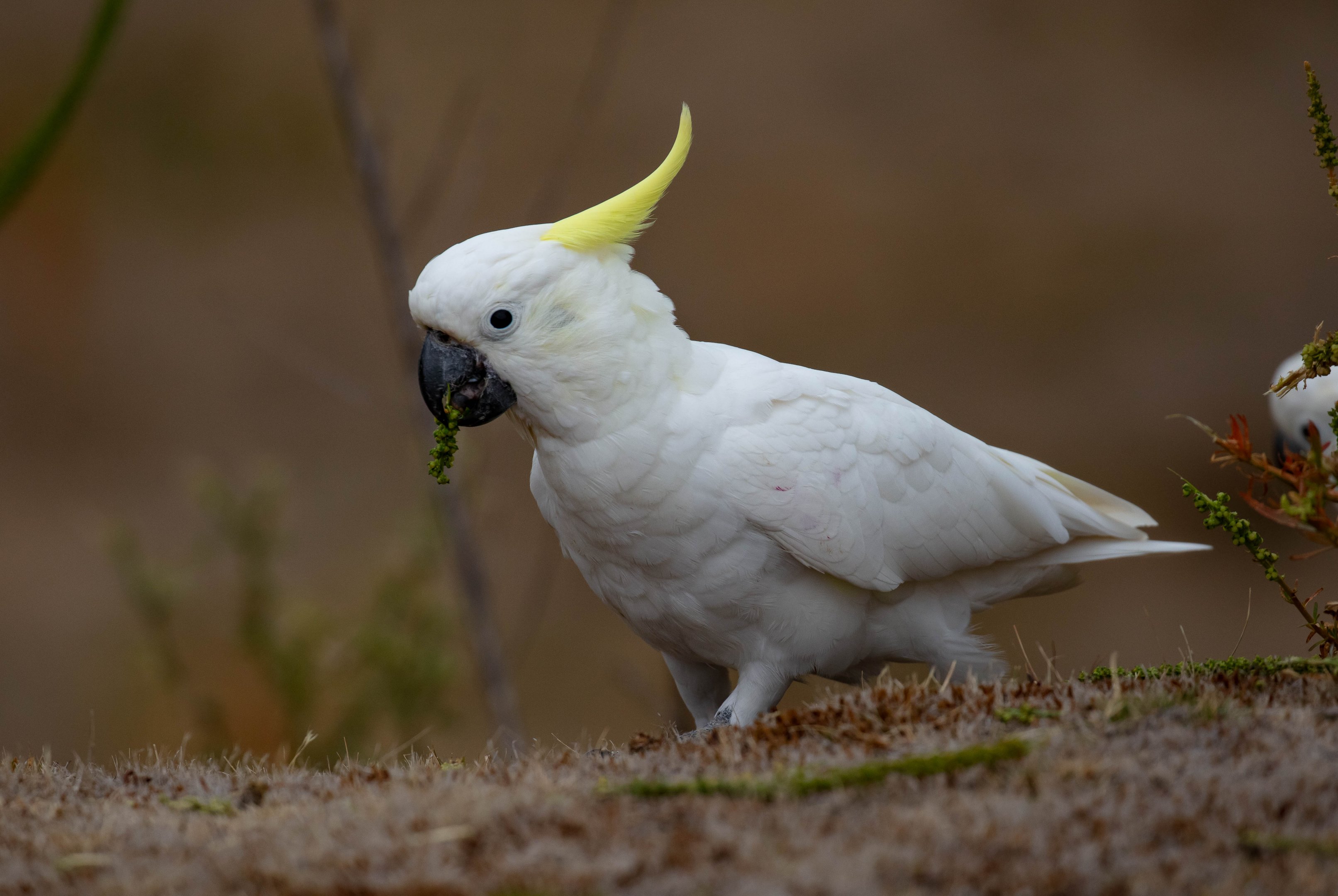 Sulphur-crested Cockatoo