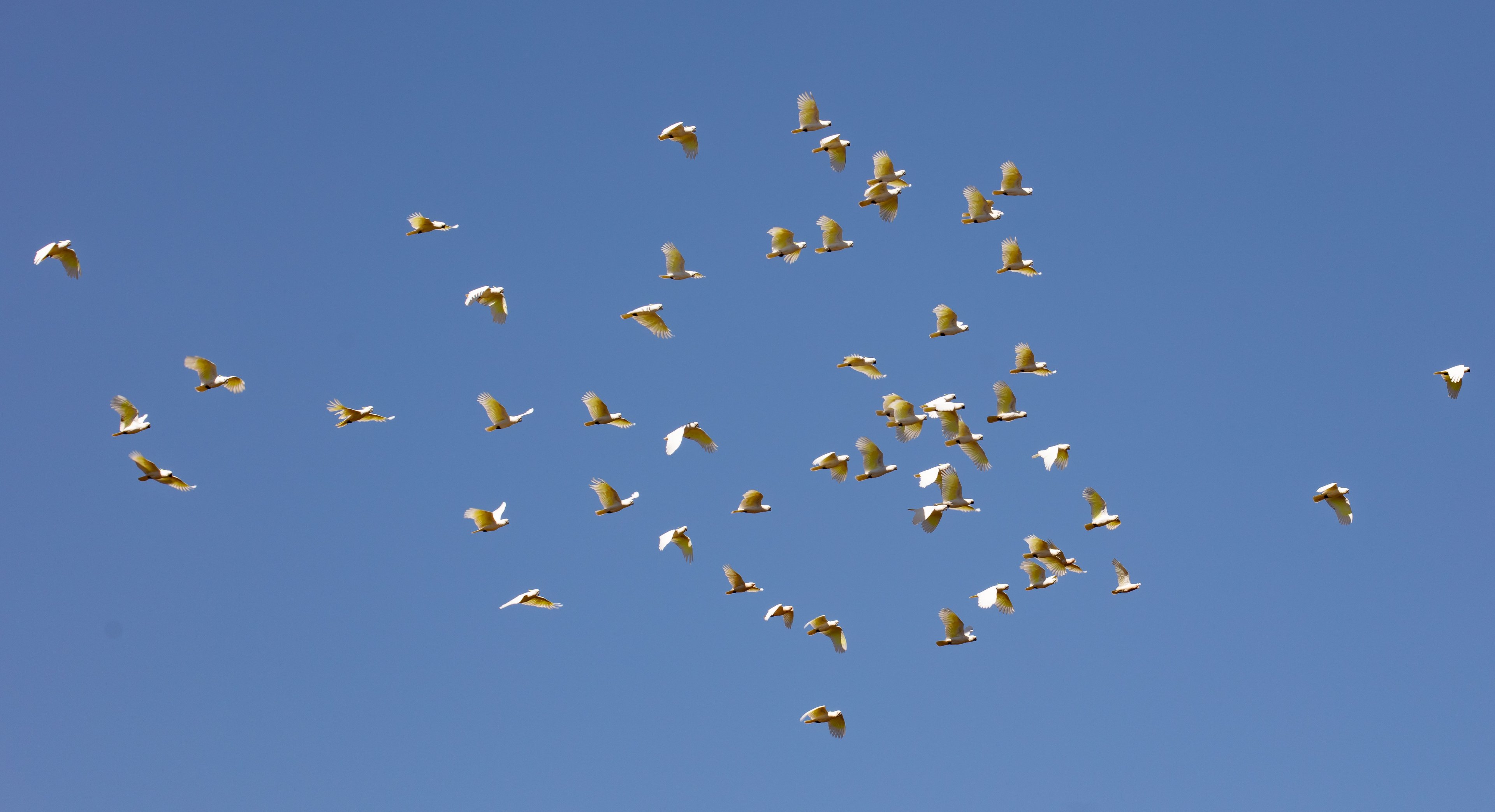 Sulphur-crested Cockatoo