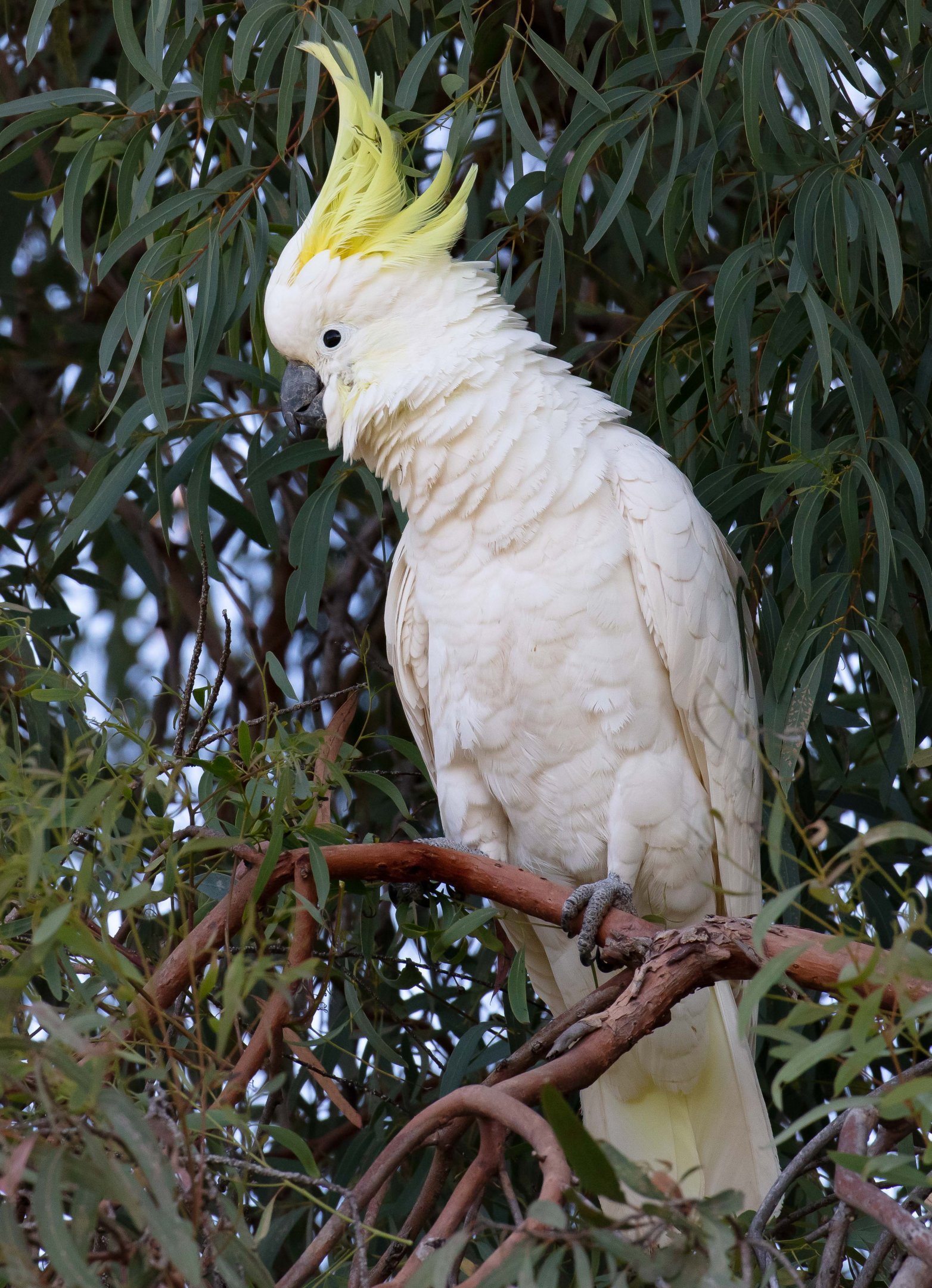 Sulphur-crested Cockatoo
