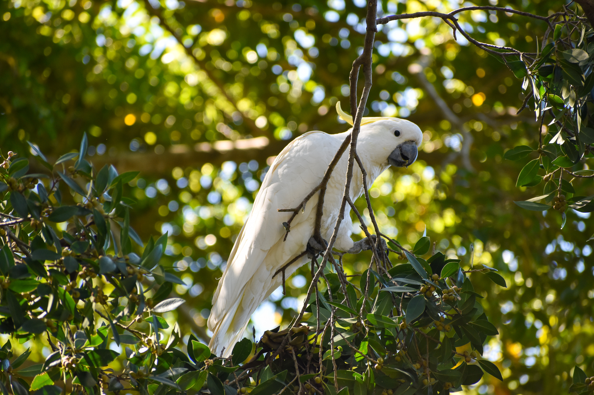 Sulphur-crested Cockatoo