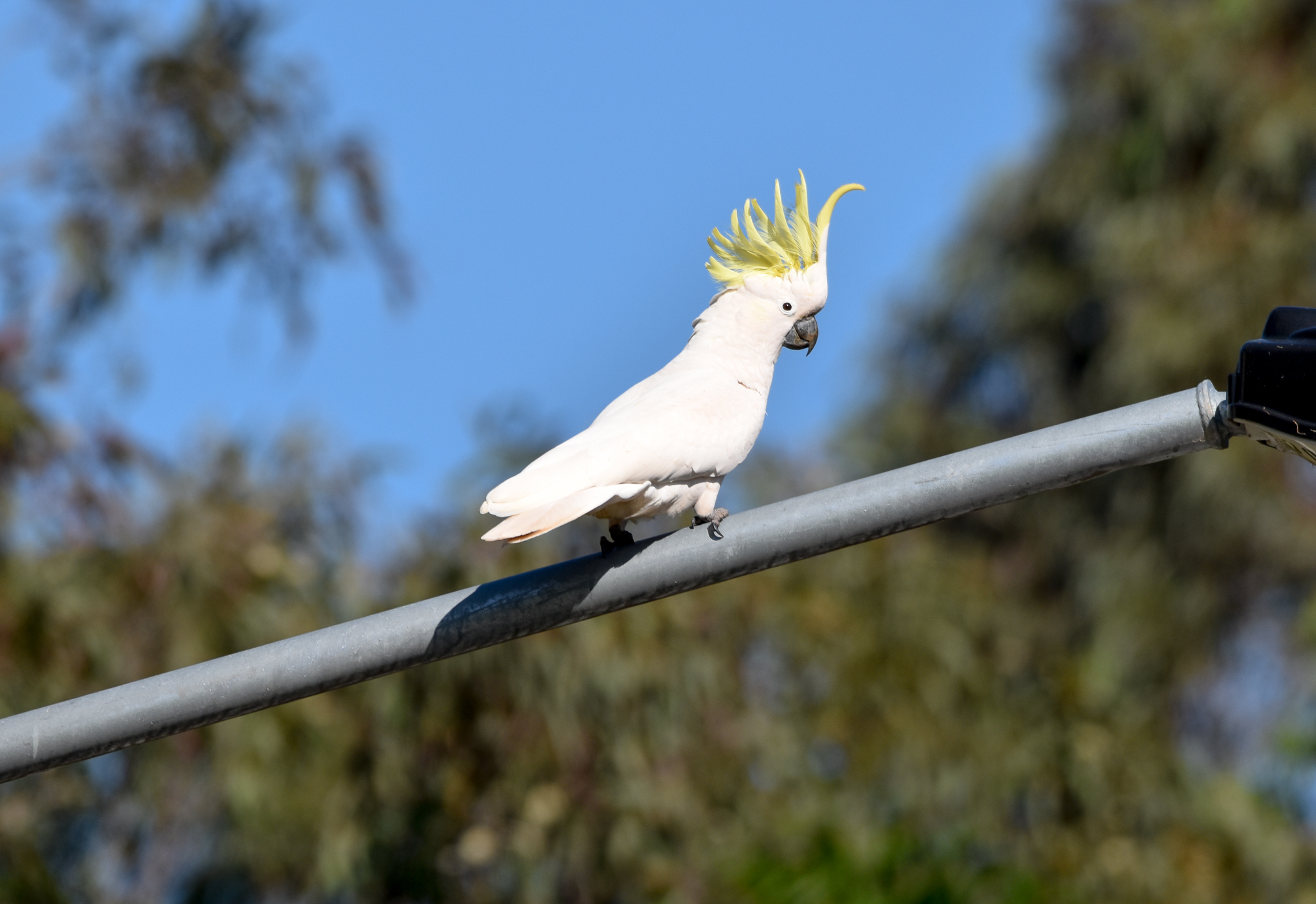Sulphur-crested Cockatoo