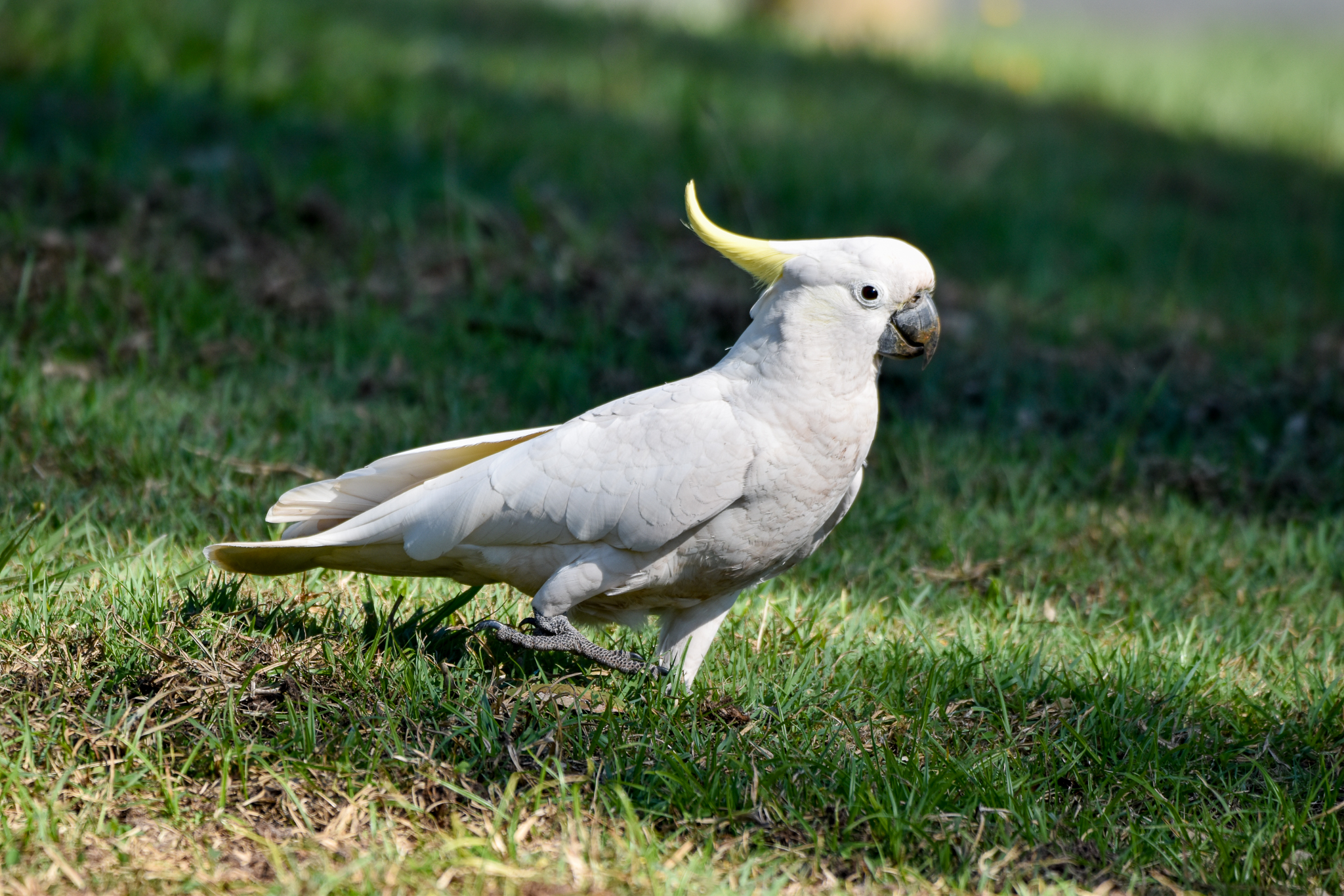 Sulphur-crested Cockatoo