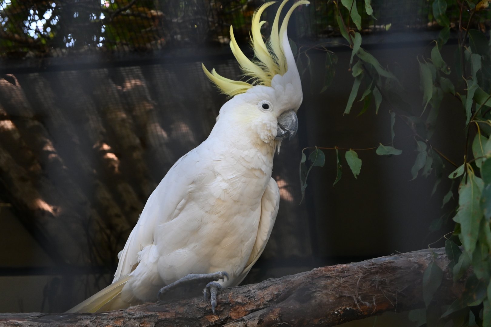 Sulphur-crested Cockatoo