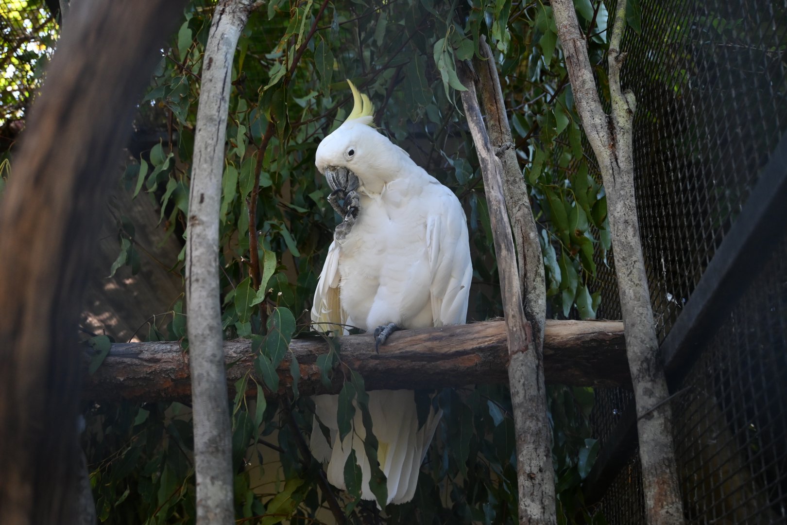 Sulphur-crested Cockatoo