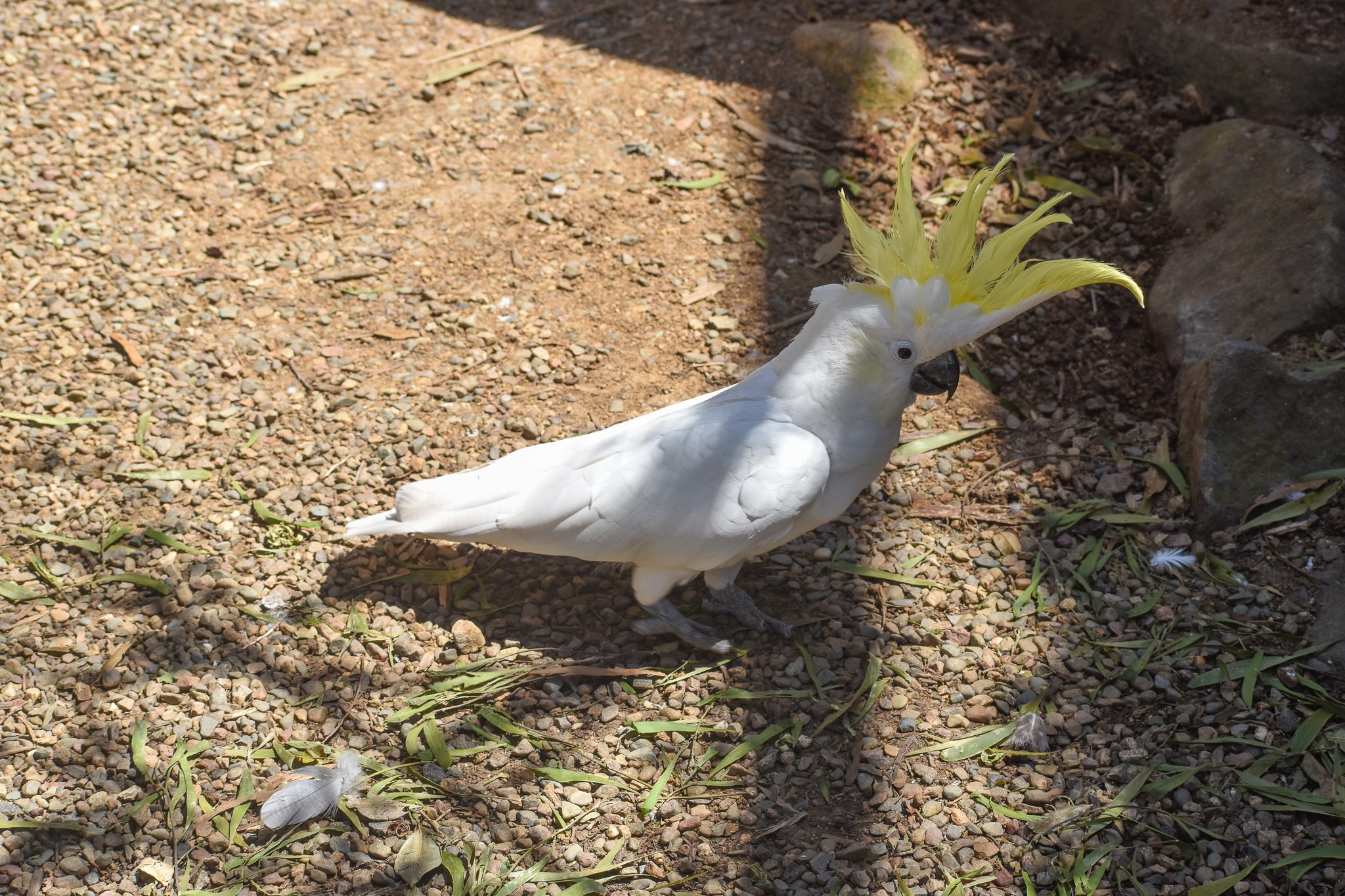 Sulphur-crested Cockatoo