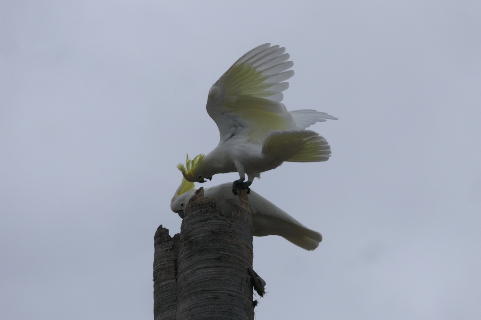 Sulphur-crested Cockatoo